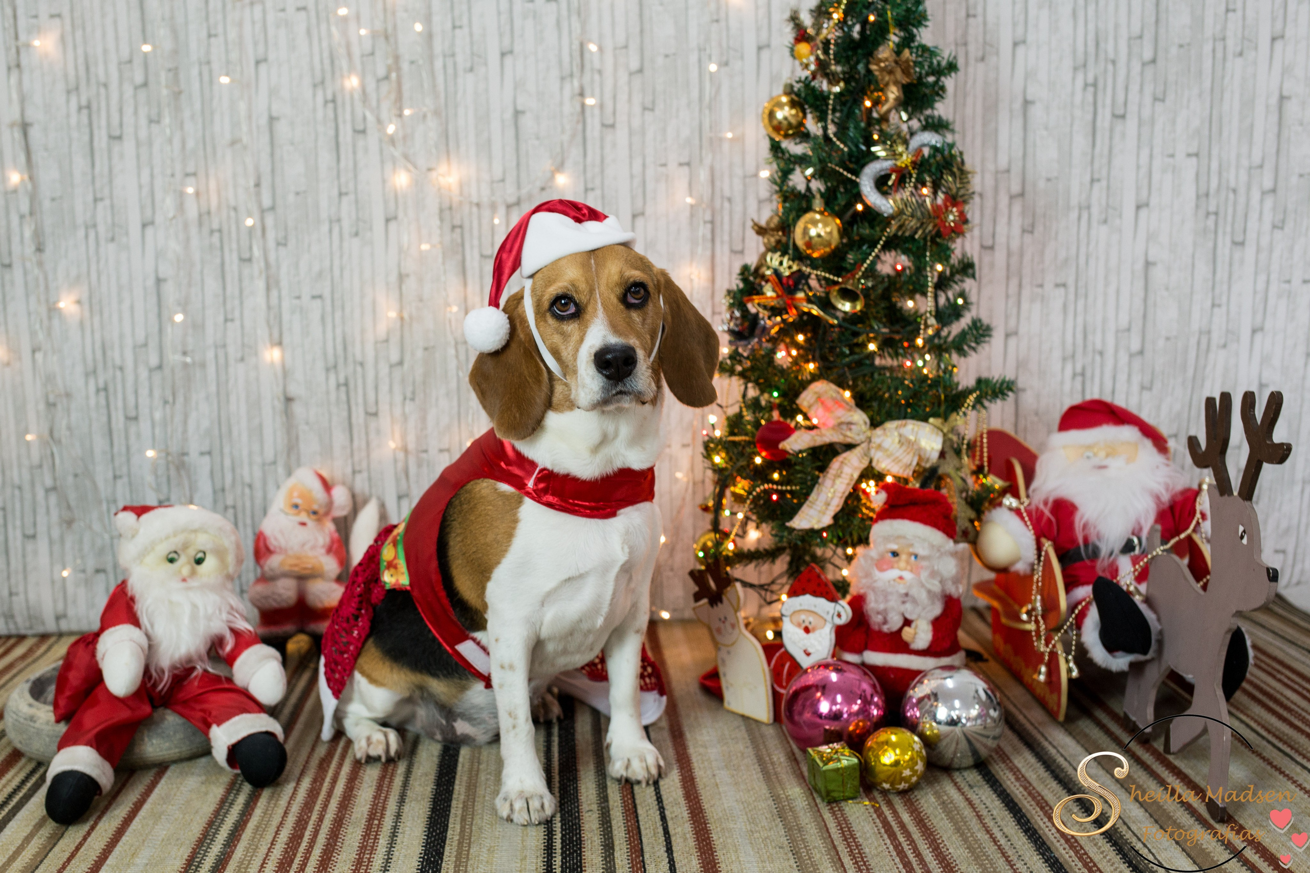 2019 — Natal encantado dos Pets. Fotografia Pet — estúdio, eventos, aniversários, ensaios temáticos