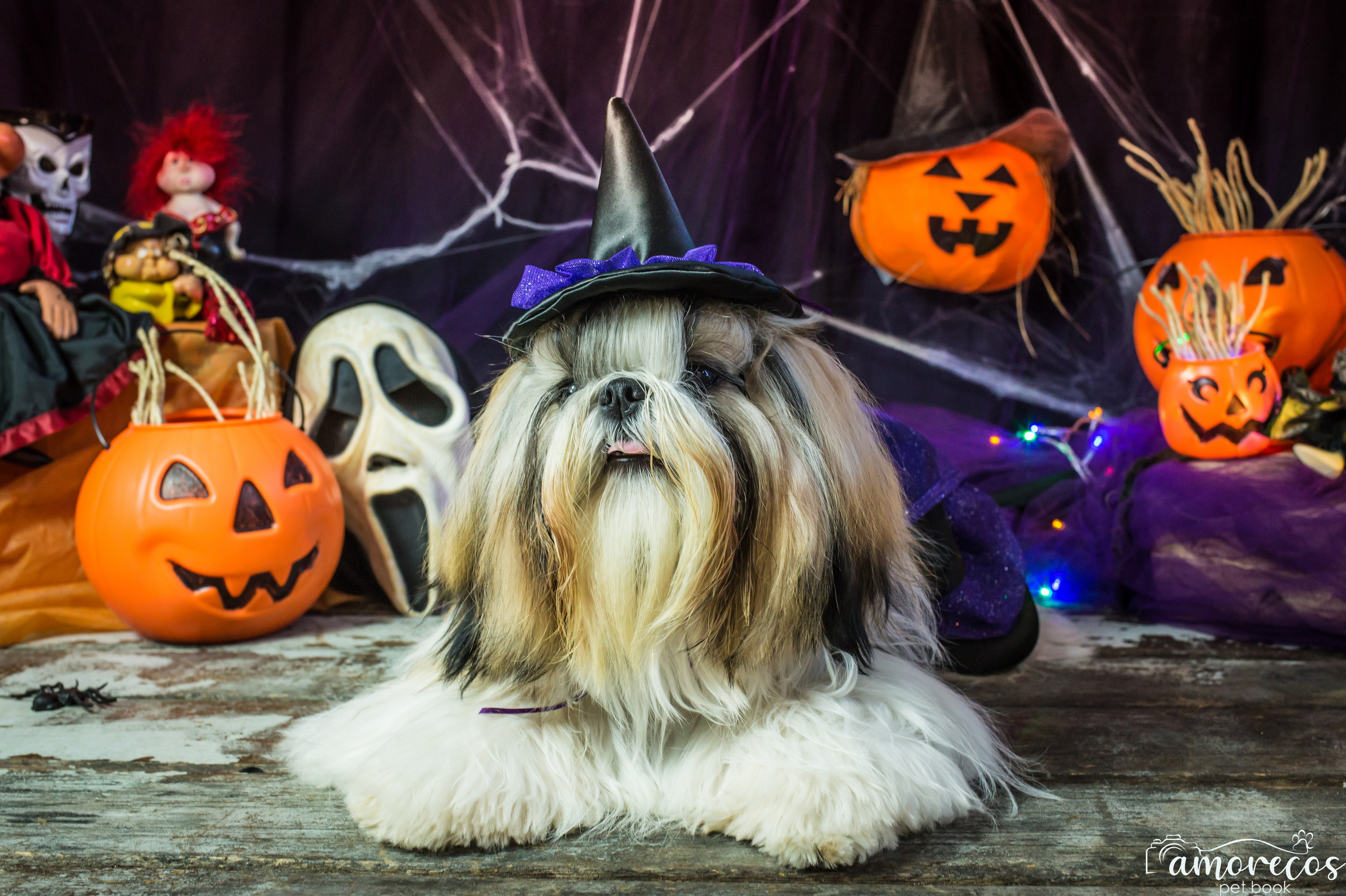 Hallowen — 2020 Doces ou travessuras. Fotografia Pet — estúdio, eventos, aniversários, ensaios temáticos