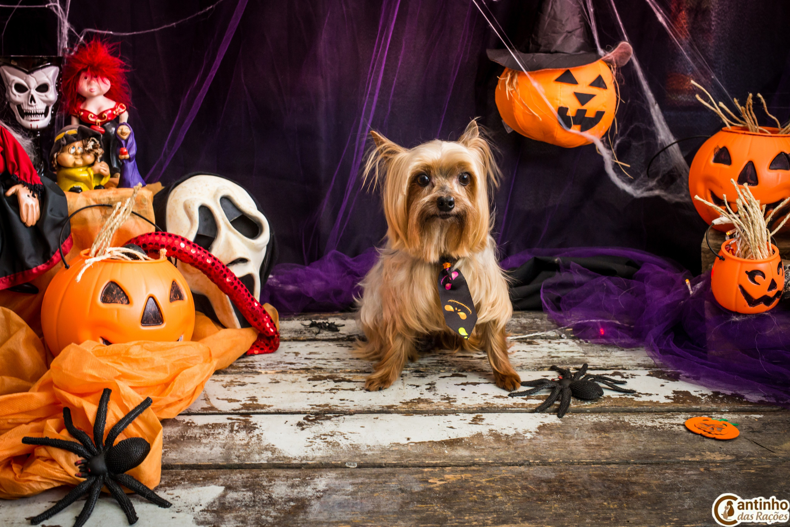 Hallowen — 2020 Doces ou travessuras. Fotografia Pet — estúdio, eventos, aniversários, ensaios temáticos