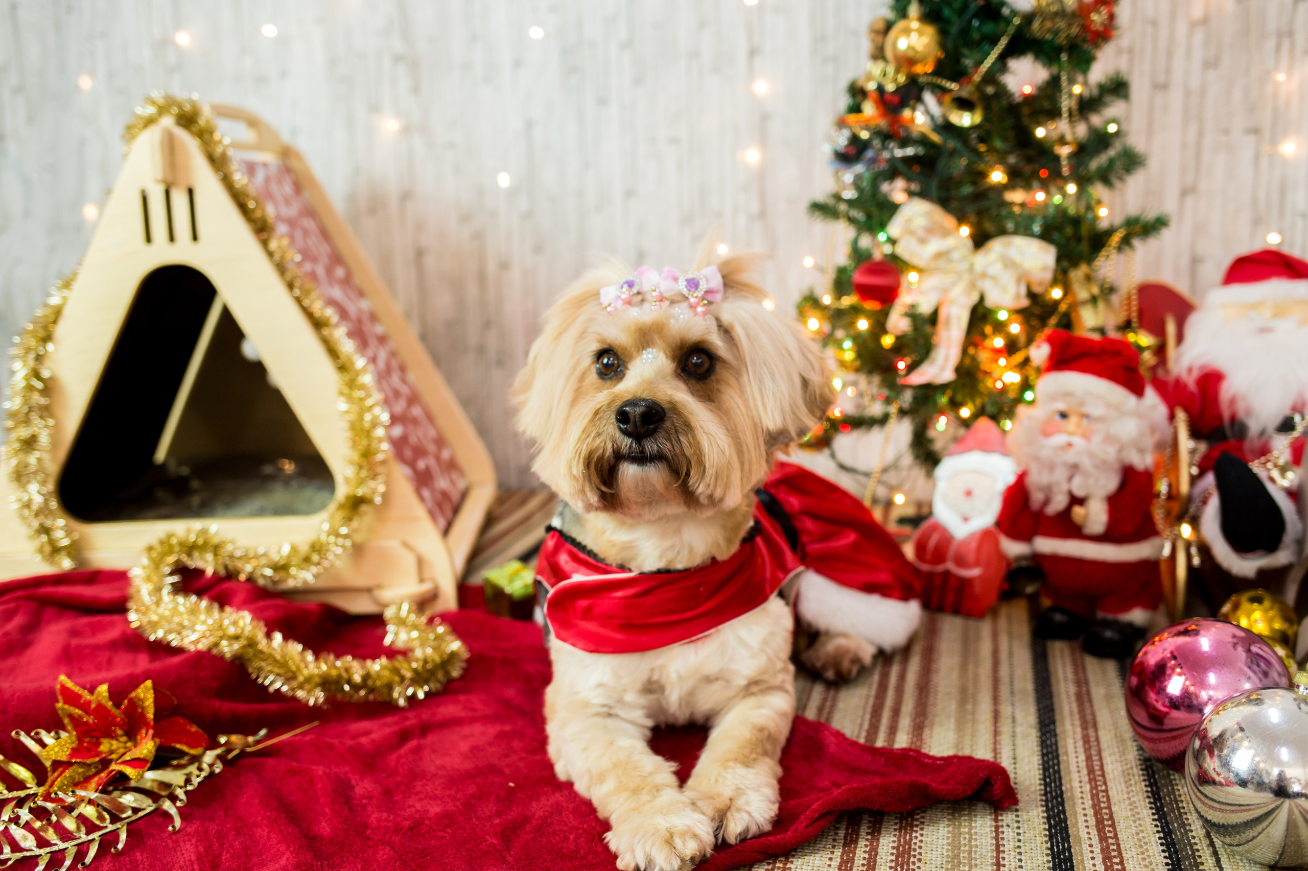 2019 — Natal encantado dos Pets. Fotografia Pet — estúdio, eventos, aniversários, ensaios temáticos