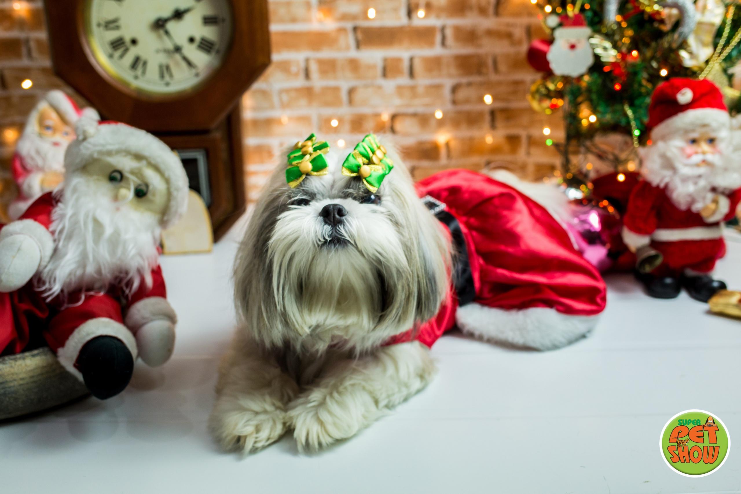 2019 — Natal encantado dos Pets. Fotografia Pet — estúdio, eventos, aniversários, ensaios temáticos