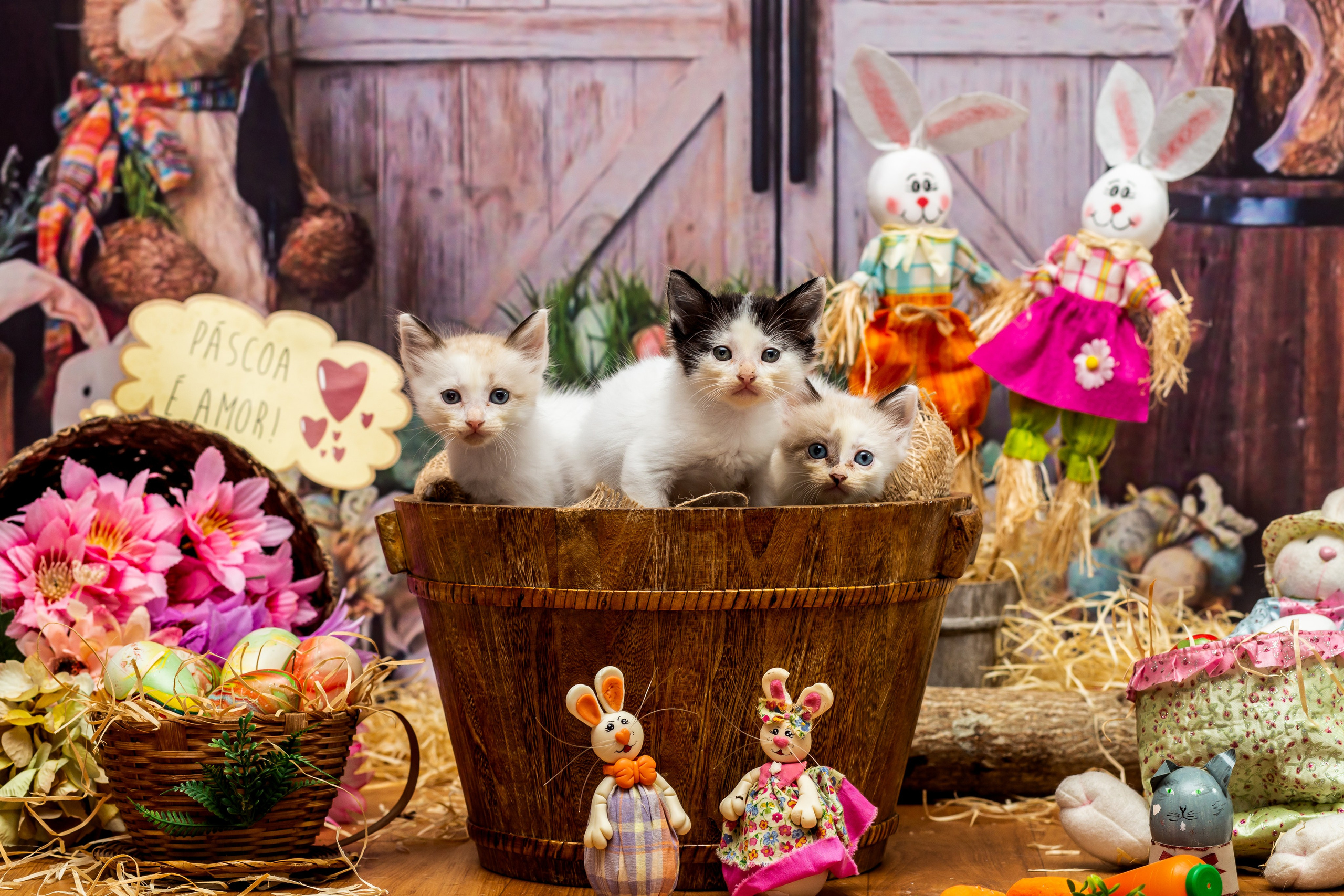2023 — A doce Páscoa dos Pets. Fotografia Pet — estúdio, eventos, aniversários, ensaios temáticos