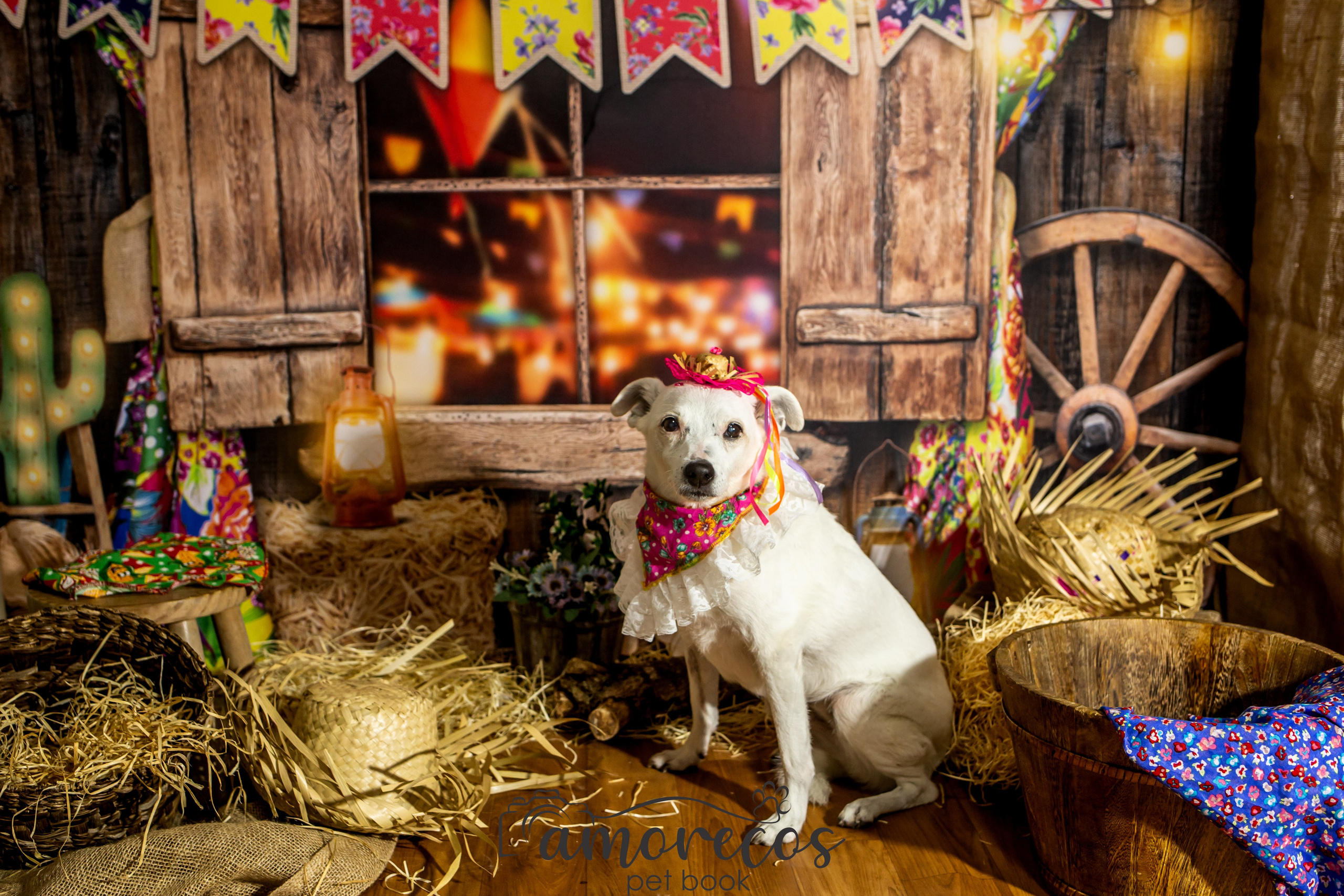 Arraia 2022. Fotografia Pet — estúdio, eventos, aniversários, ensaios temáticos