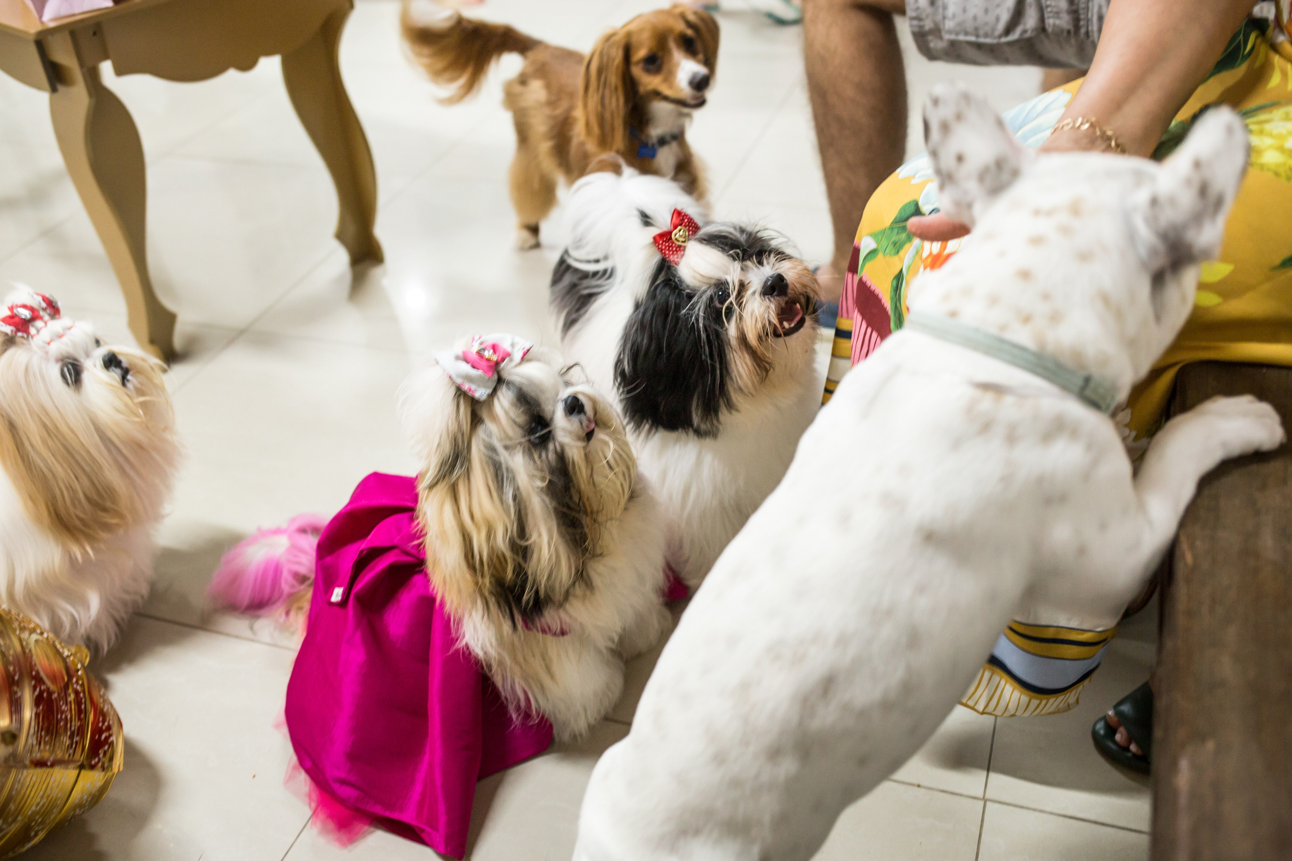 Kiara — 1 aninho. Fotografia Pet — estúdio, eventos, aniversários, ensaios temáticos