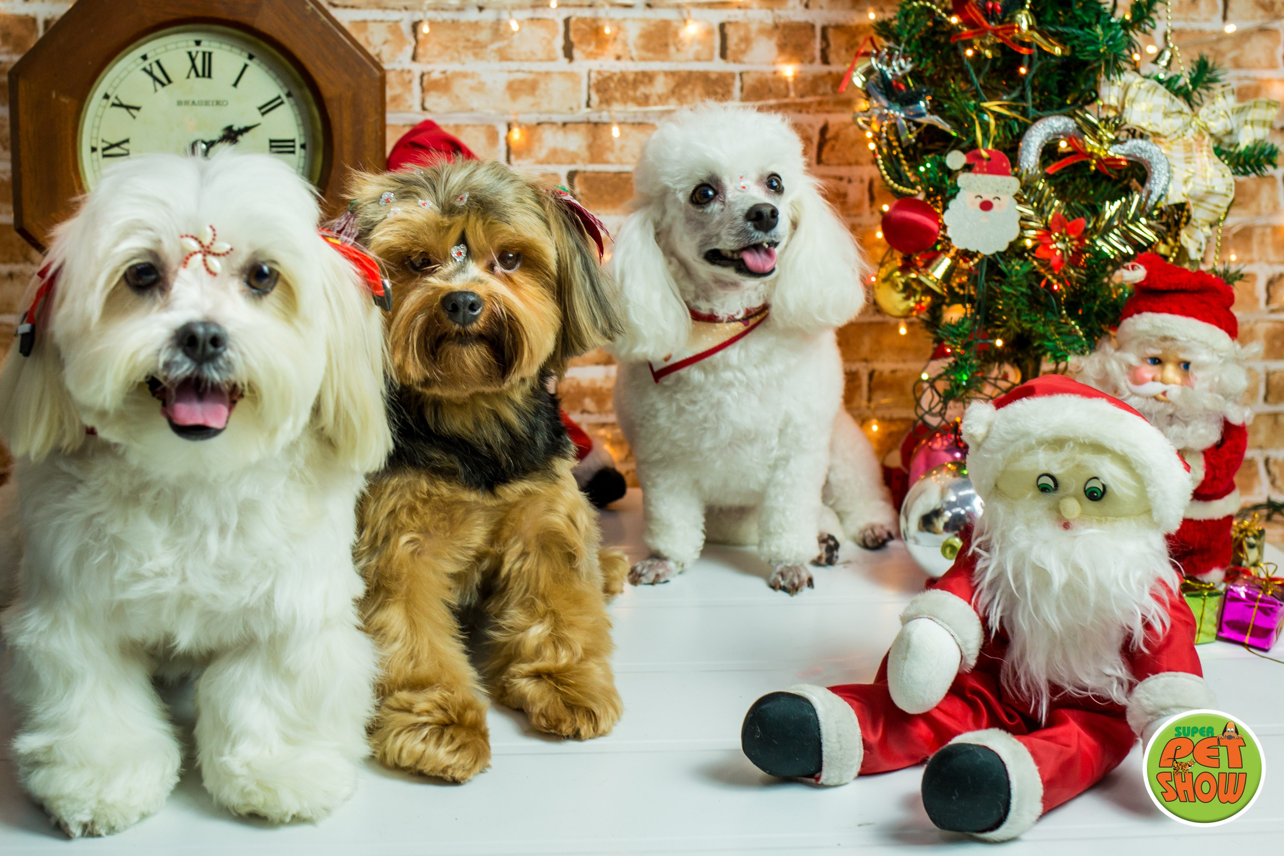 2019 — Natal encantado dos Pets. Fotografia Pet — estúdio, eventos, aniversários, ensaios temáticos