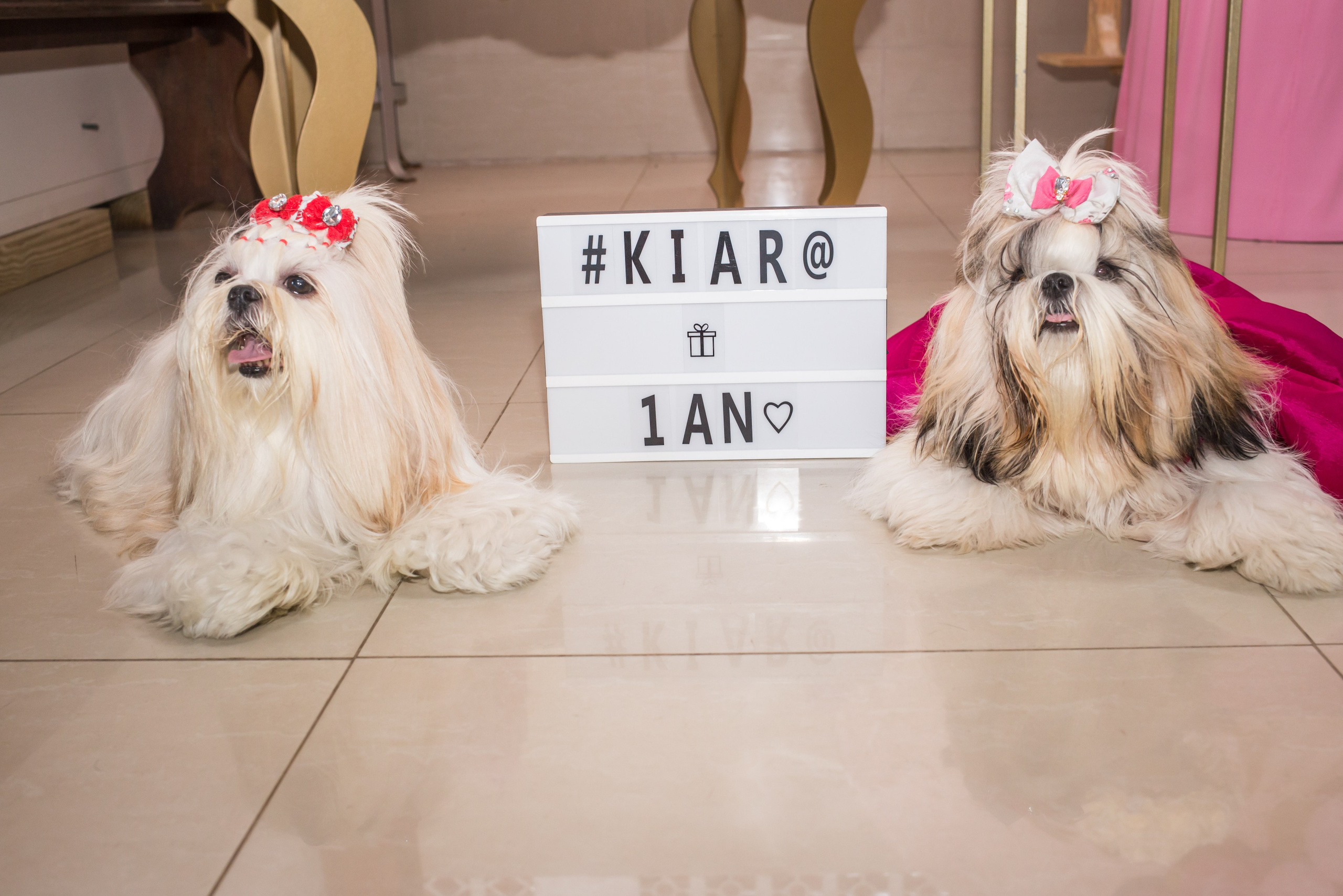 Kiara — 1 aninho. Fotografia Pet — estúdio, eventos, aniversários, ensaios temáticos