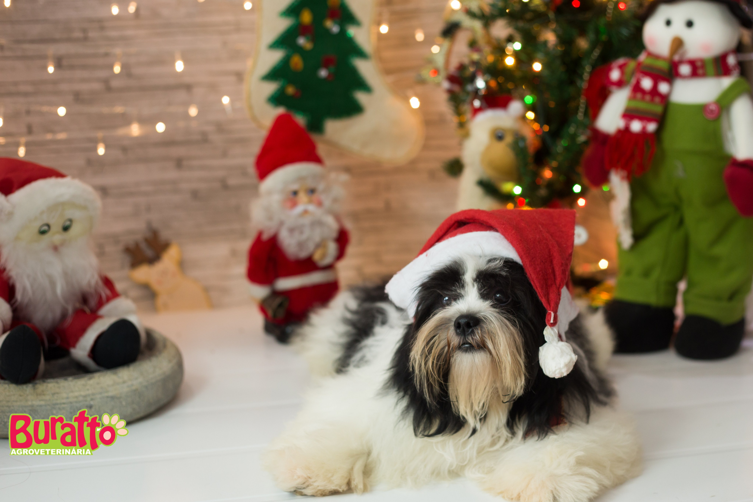 2018 — Natal encantado dos Pets. Fotografia Pet — estúdio, eventos, aniversários, ensaios temáticos