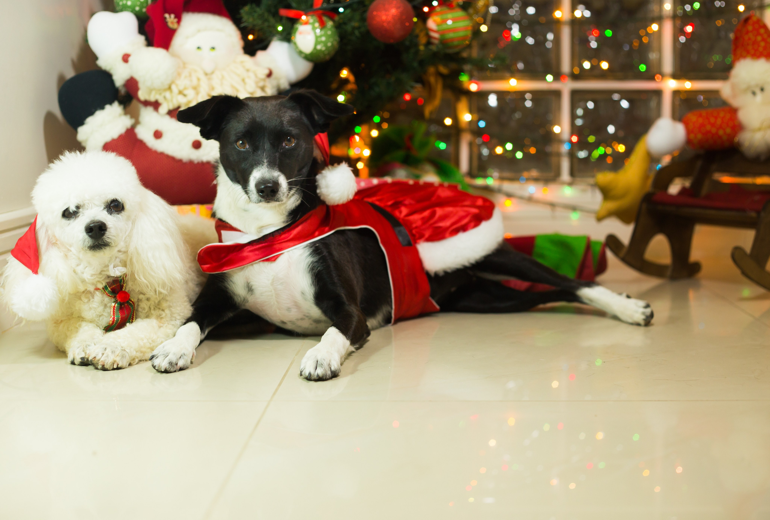 🐾 Um Natal cheio de amor, no cantinho deles. Fotografia Pet — estúdio, eventos, aniversários, ensaios temáticos