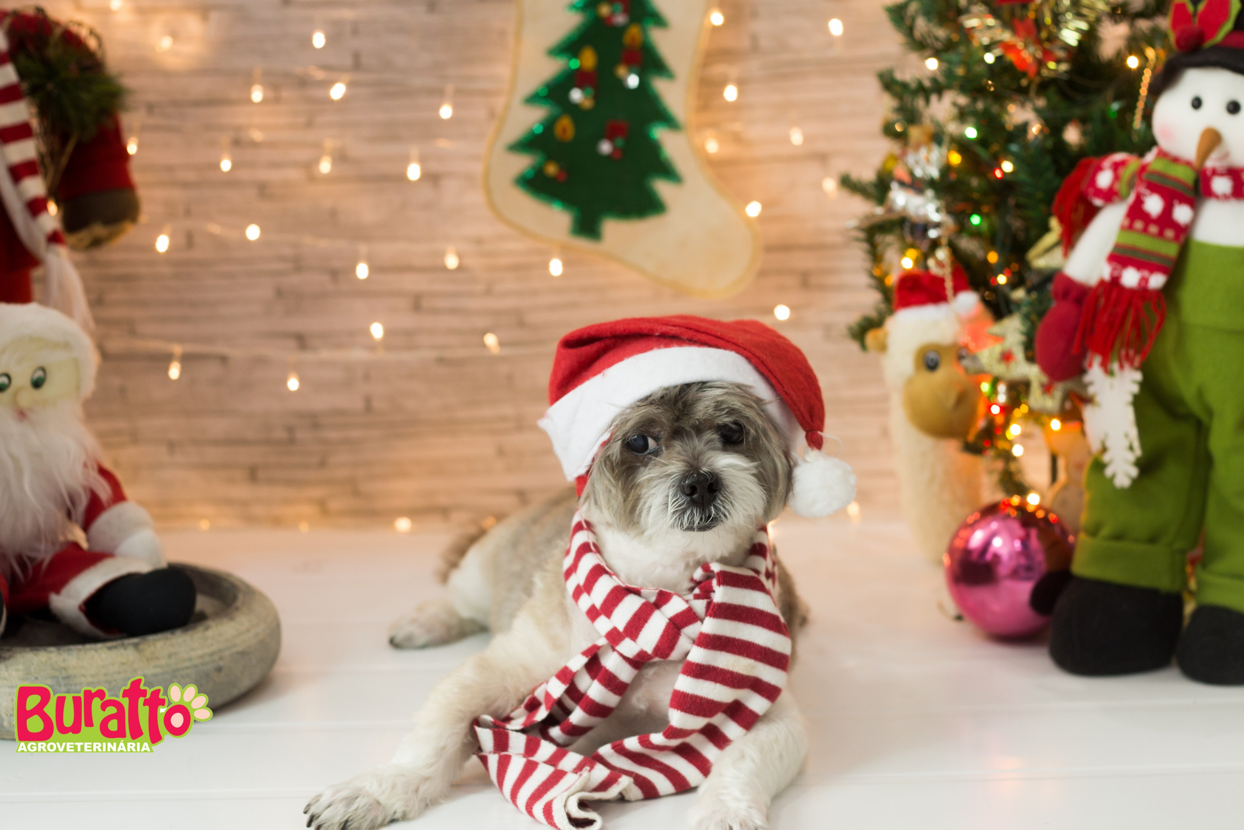 2018 — Natal encantado dos Pets. Fotografia Pet — estúdio, eventos, aniversários, ensaios temáticos