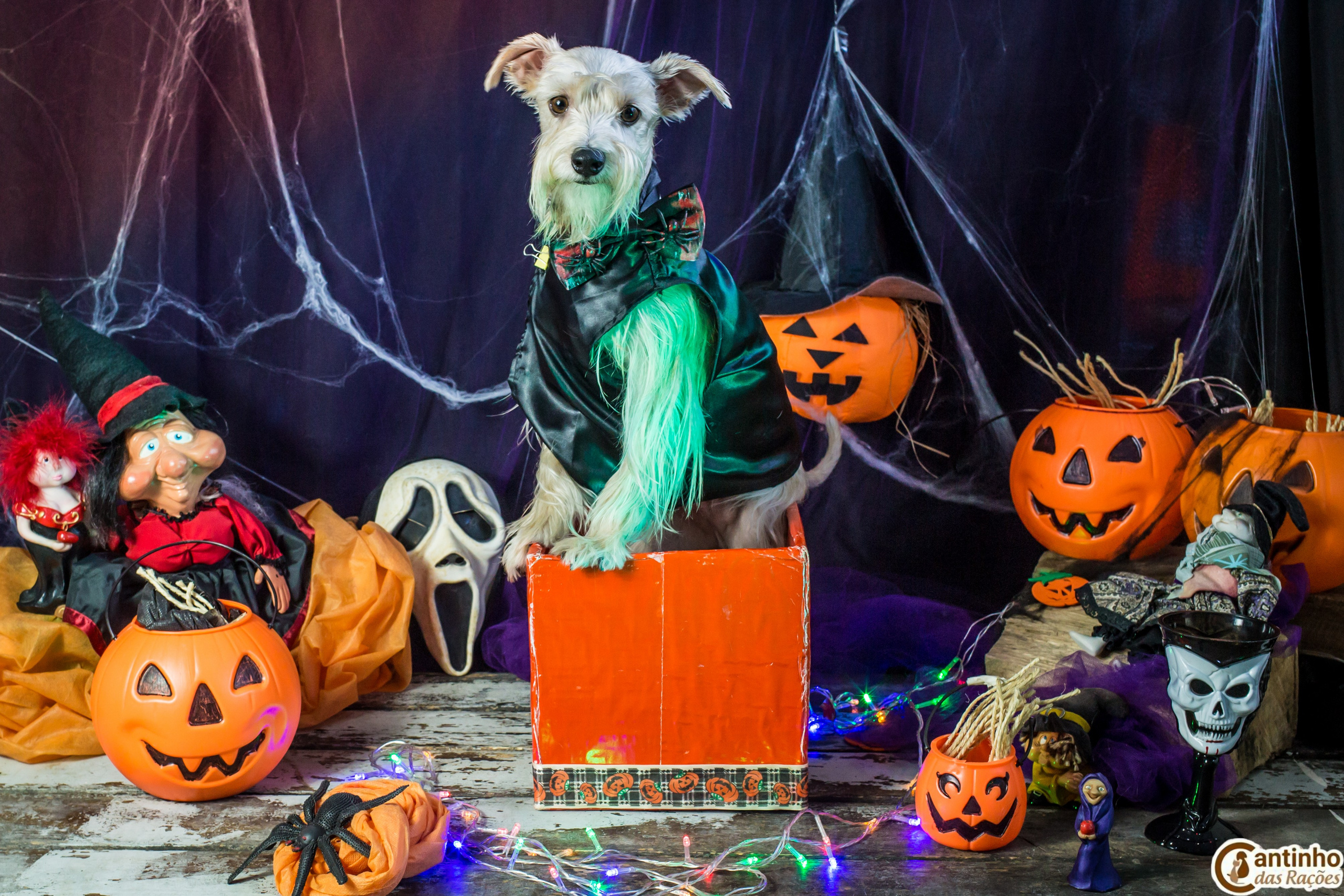 Hallowen — 2020 Doces ou travessuras. Fotografia Pet — estúdio, eventos, aniversários, ensaios temáticos