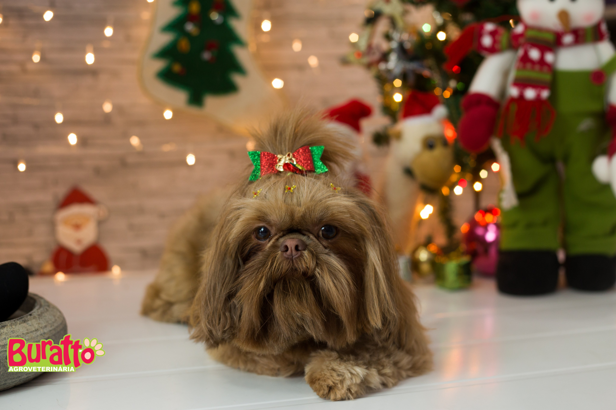 2018 — Natal encantado dos Pets. Fotografia Pet — estúdio, eventos, aniversários, ensaios temáticos