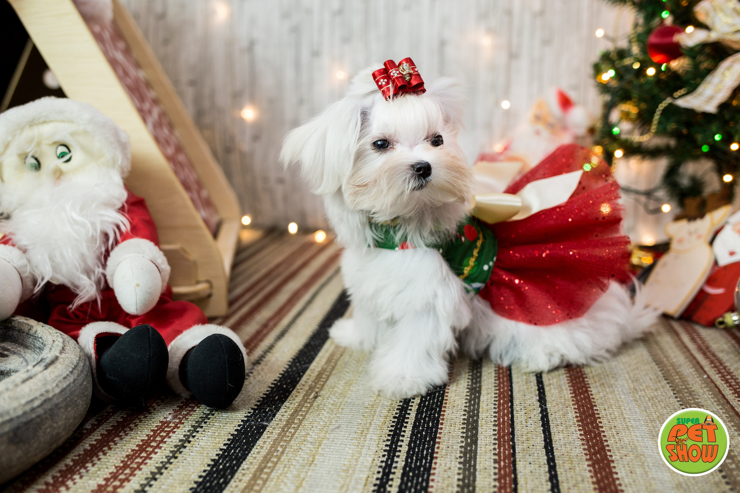 2019 — Natal encantado dos Pets. Fotografia Pet — estúdio, eventos, aniversários, ensaios temáticos