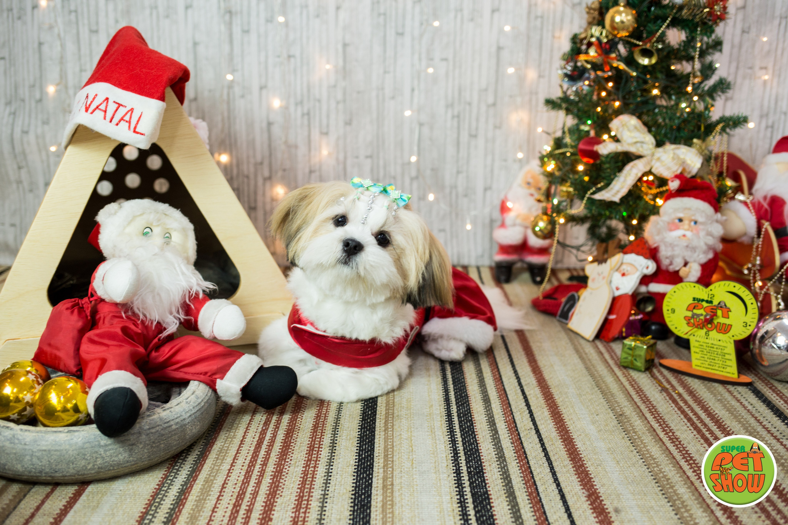 2019 — Natal encantado dos Pets. Fotografia Pet — estúdio, eventos, aniversários, ensaios temáticos