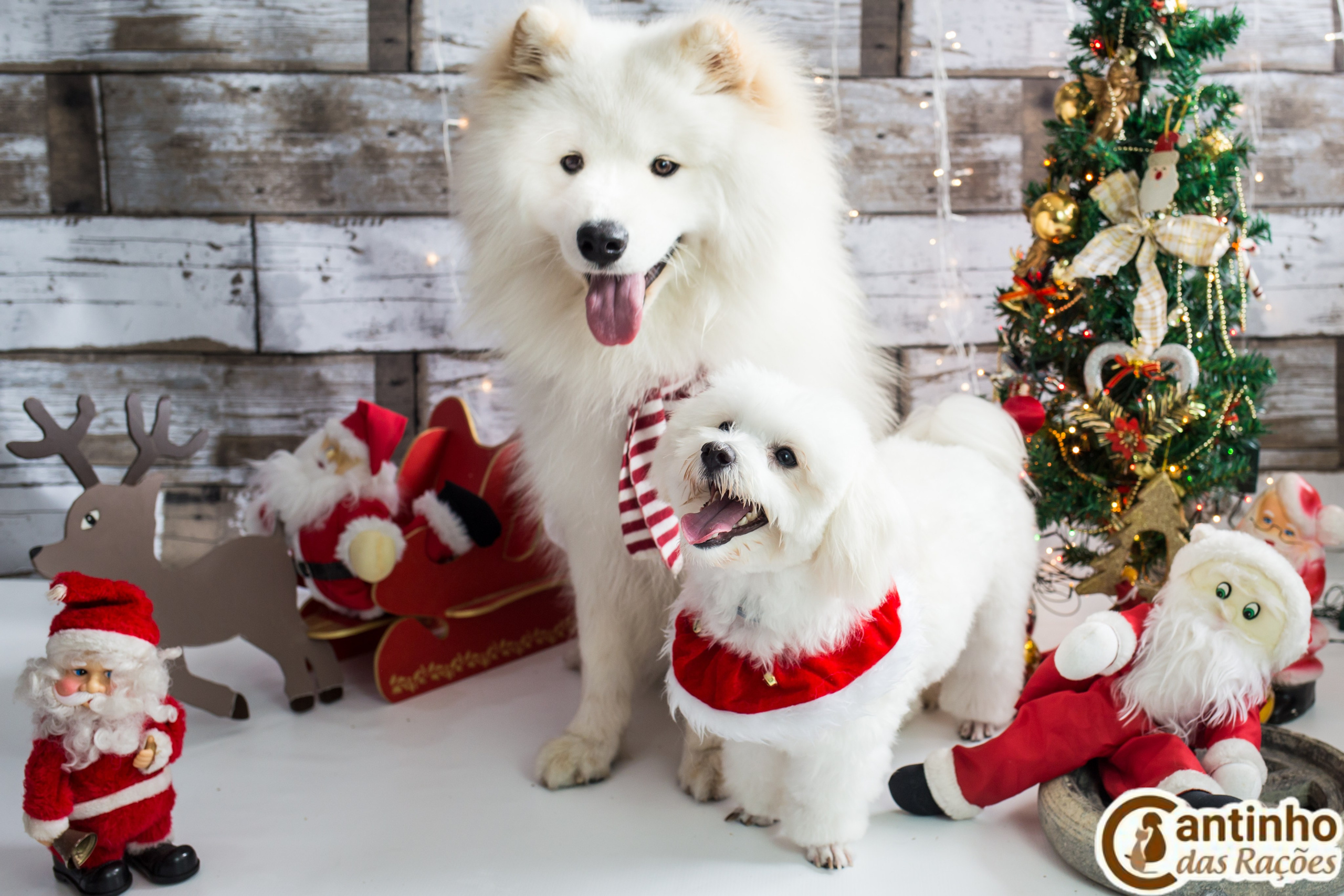 2019 — Natal encantado dos Pets. Fotografia Pet — estúdio, eventos, aniversários, ensaios temáticos