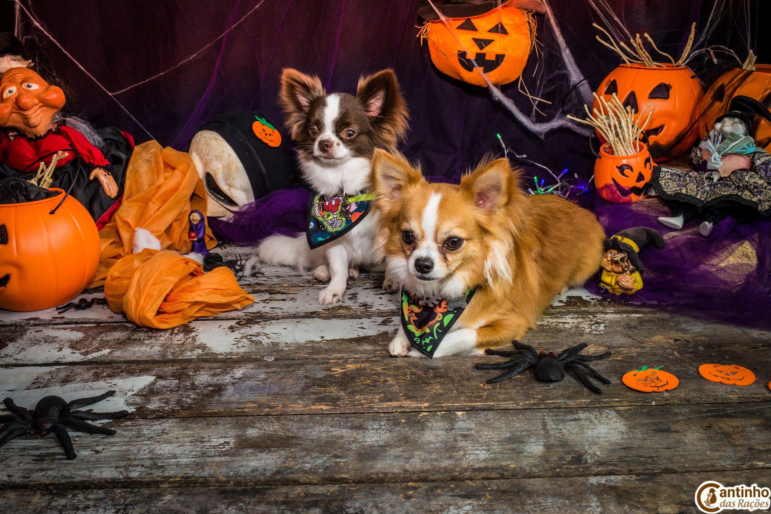 Hallowen — 2020 Doces ou travessuras. Fotografia Pet — estúdio, eventos, aniversários, ensaios temáticos
