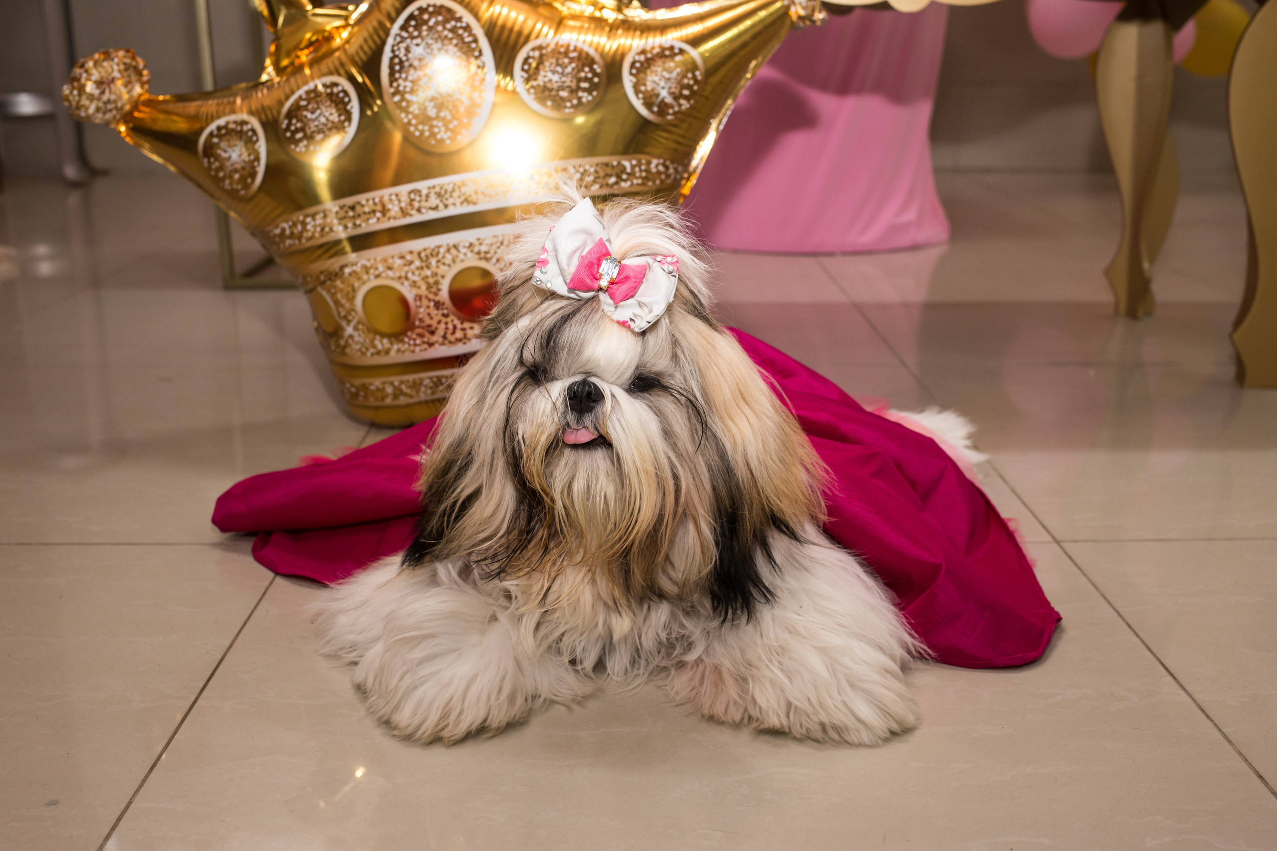 Kiara — 1 aninho. Fotografia Pet — estúdio, eventos, aniversários, ensaios temáticos