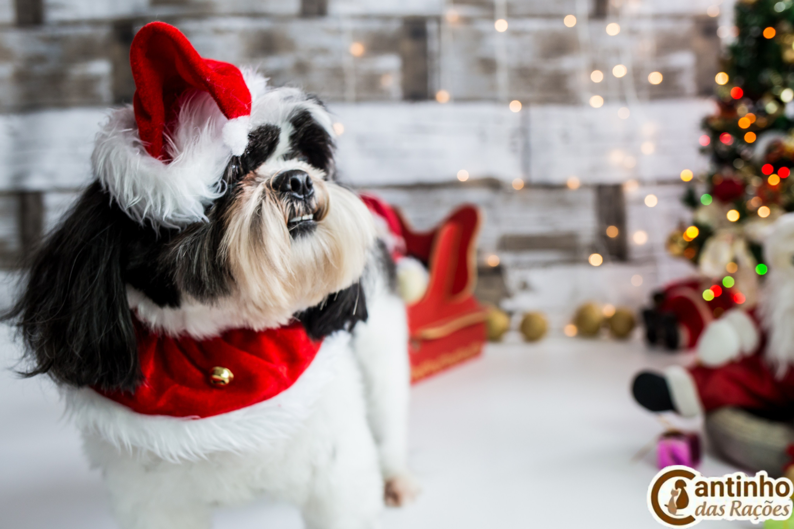 2019 — Natal encantado dos Pets. Fotografia Pet — estúdio, eventos, aniversários, ensaios temáticos