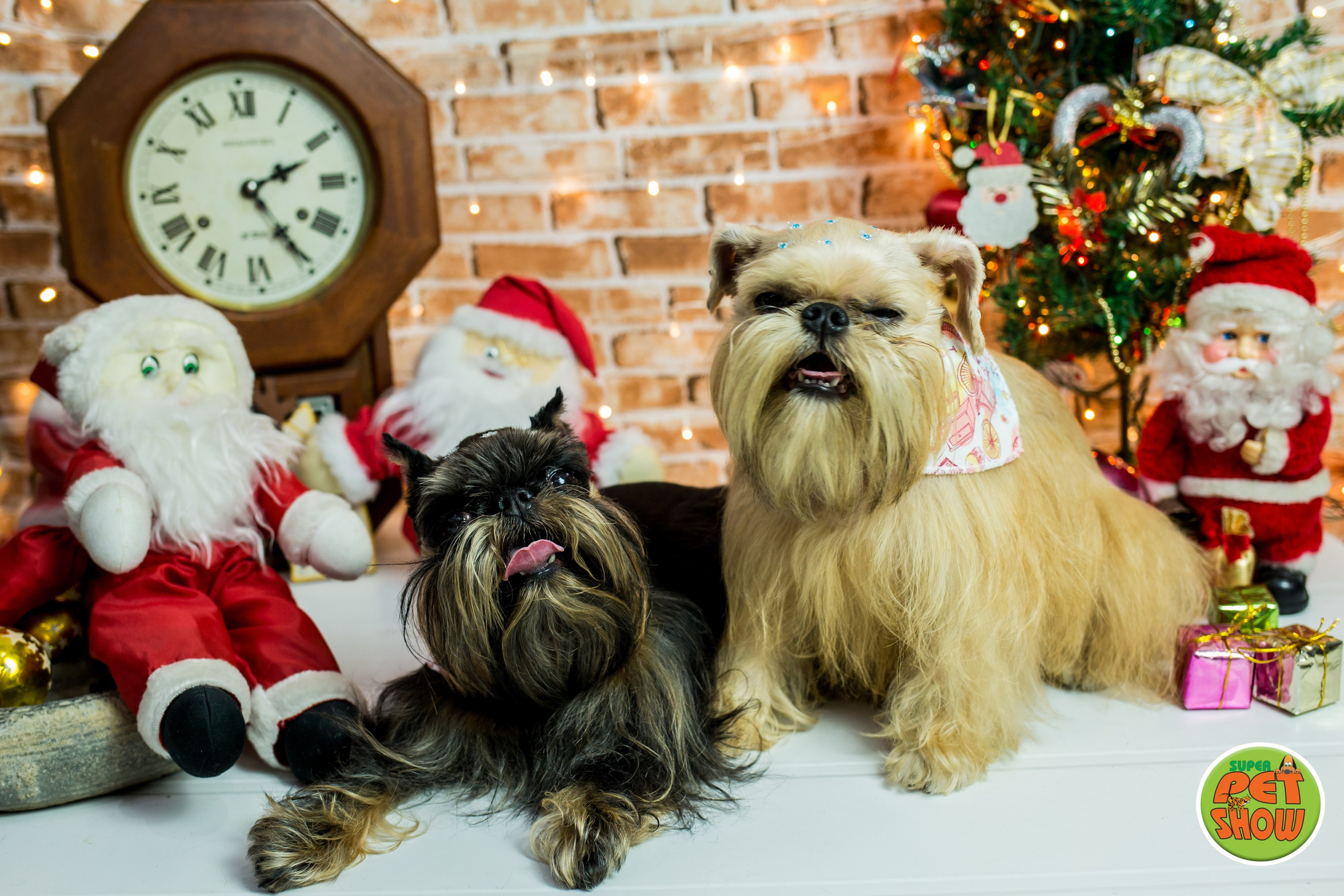 2019 — Natal encantado dos Pets. Fotografia Pet — estúdio, eventos, aniversários, ensaios temáticos