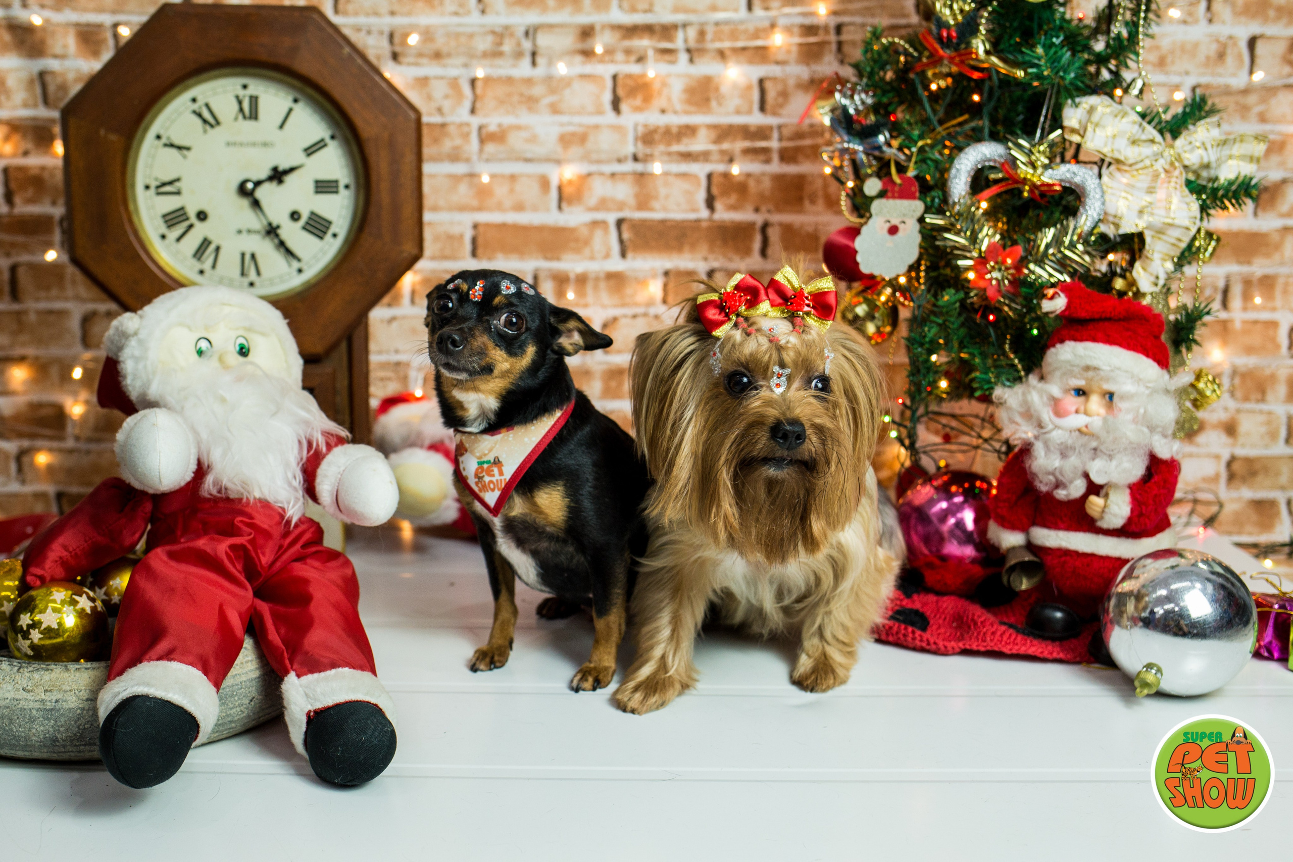 2019 — Natal encantado dos Pets. Fotografia Pet — estúdio, eventos, aniversários, ensaios temáticos