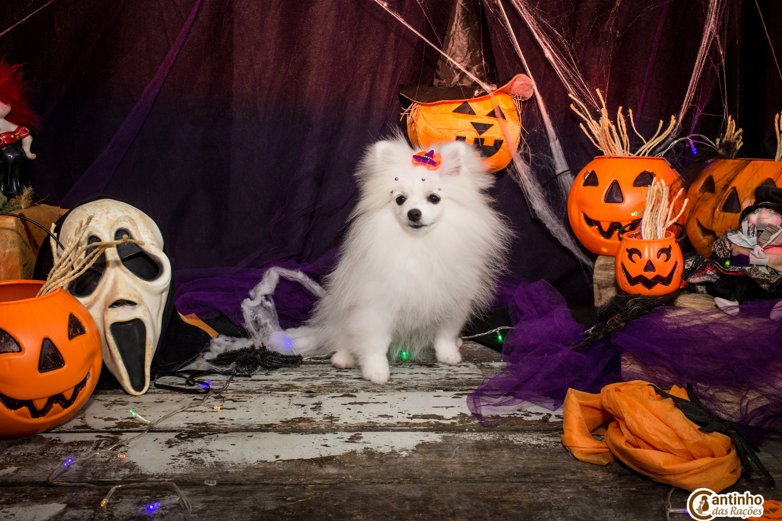 Hallowen — 2020 Doces ou travessuras. Fotografia Pet — estúdio, eventos, aniversários, ensaios temáticos