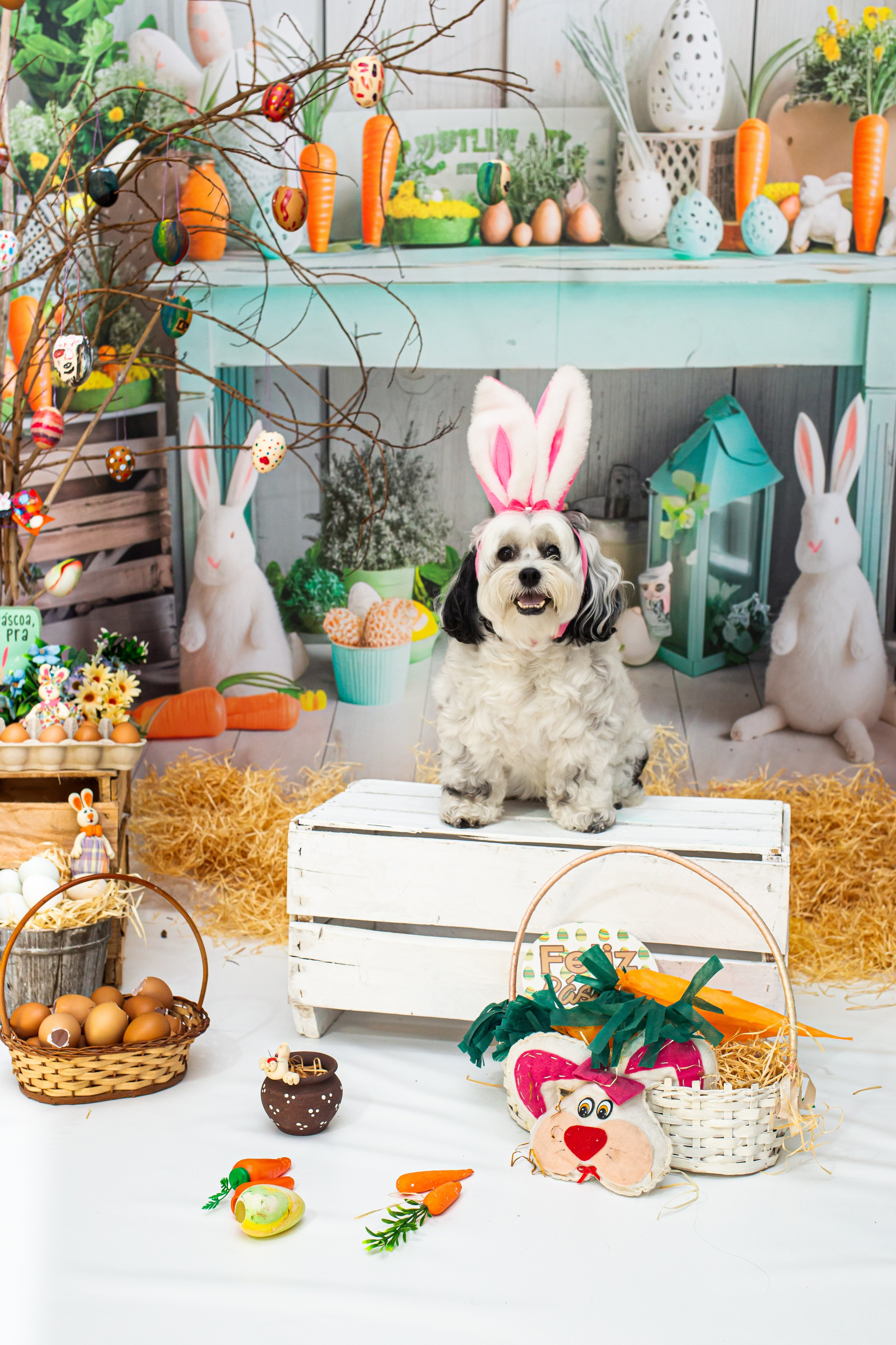 Fotografia Pet — estúdio, eventos, aniversários, ensaios temáticos