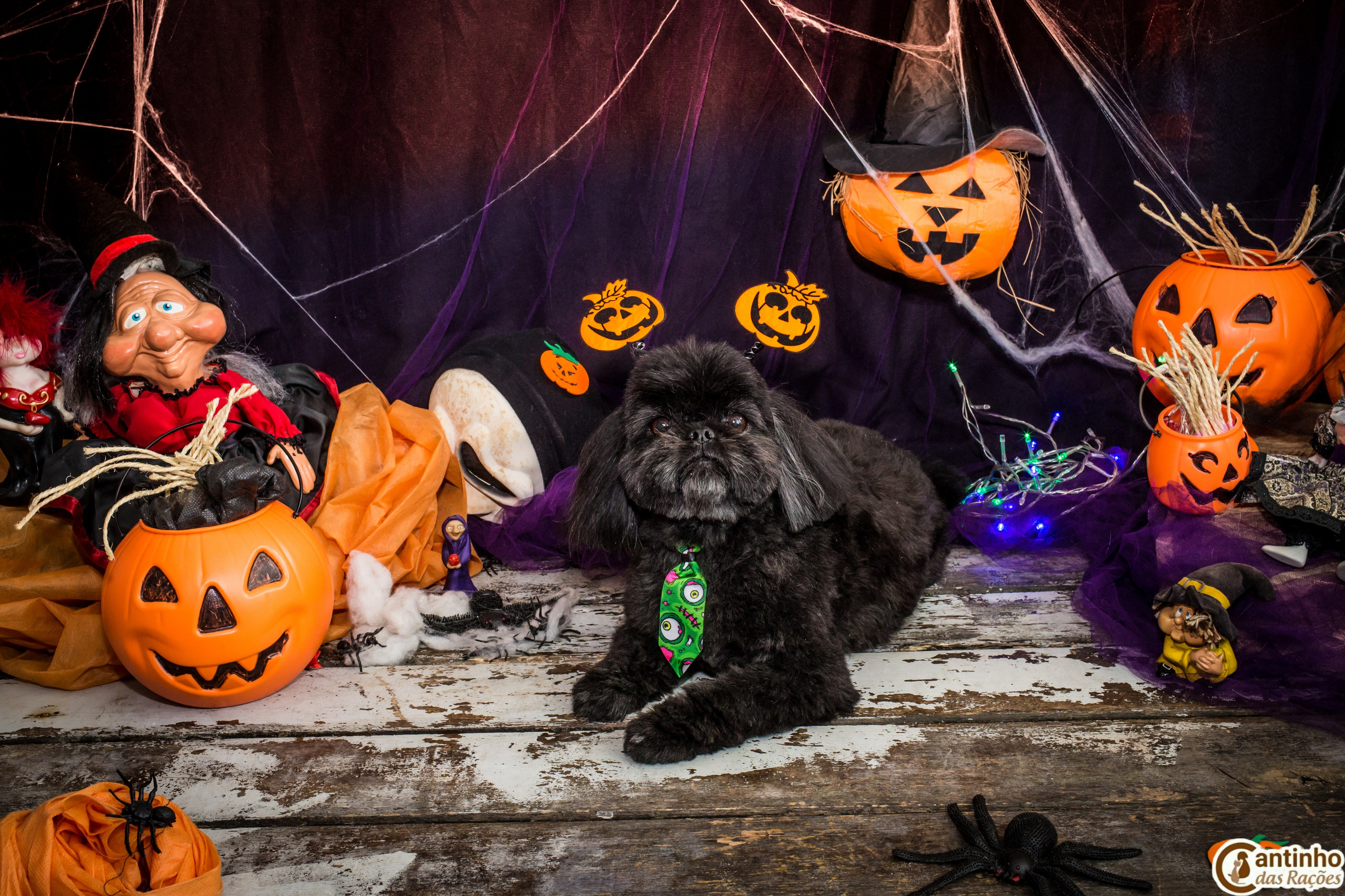 Hallowen — 2020 Doces ou travessuras. Fotografia Pet — estúdio, eventos, aniversários, ensaios temáticos