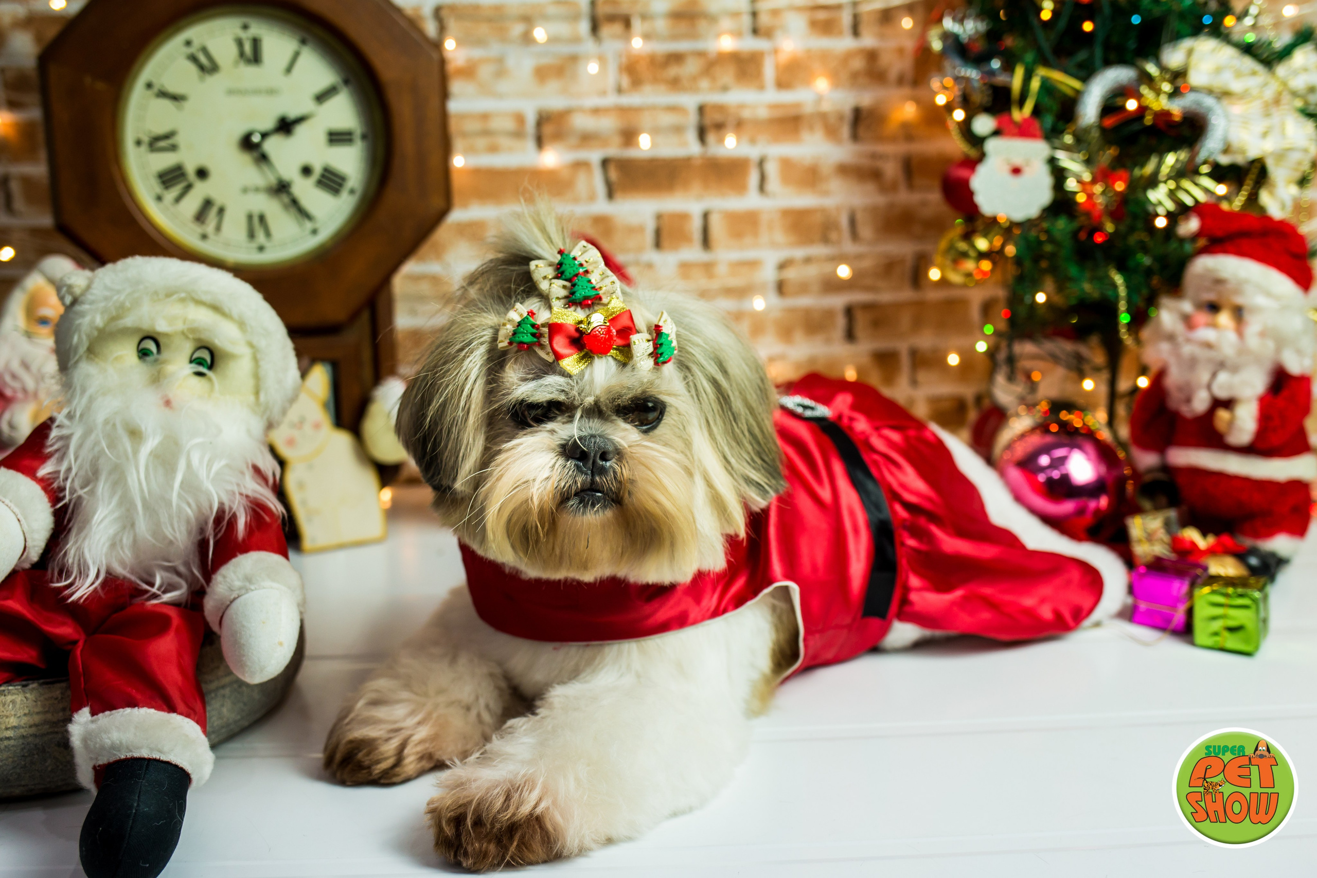 2019 — Natal encantado dos Pets. Fotografia Pet — estúdio, eventos, aniversários, ensaios temáticos