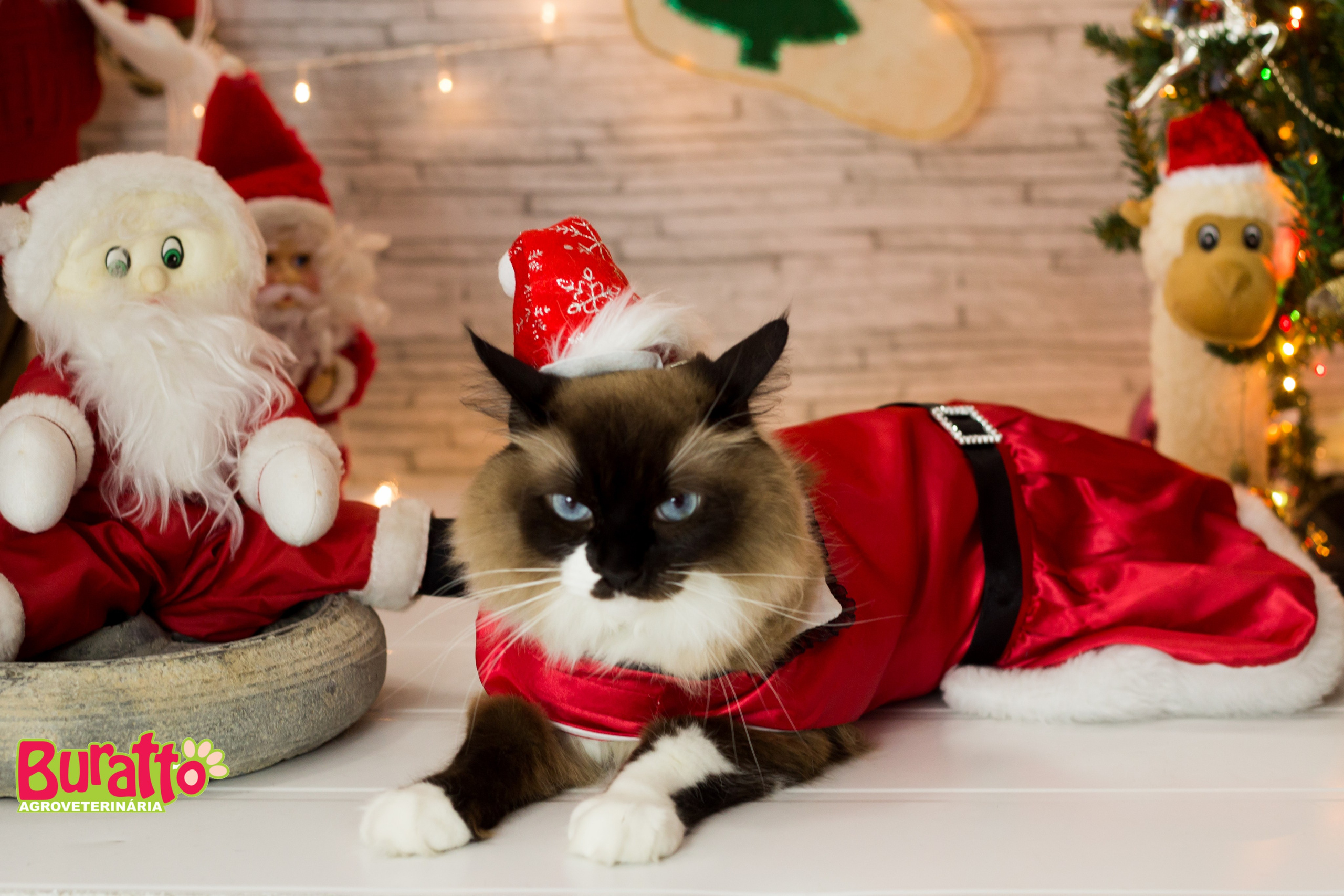 2018 — Natal encantado dos Pets. Fotografia Pet — estúdio, eventos, aniversários, ensaios temáticos