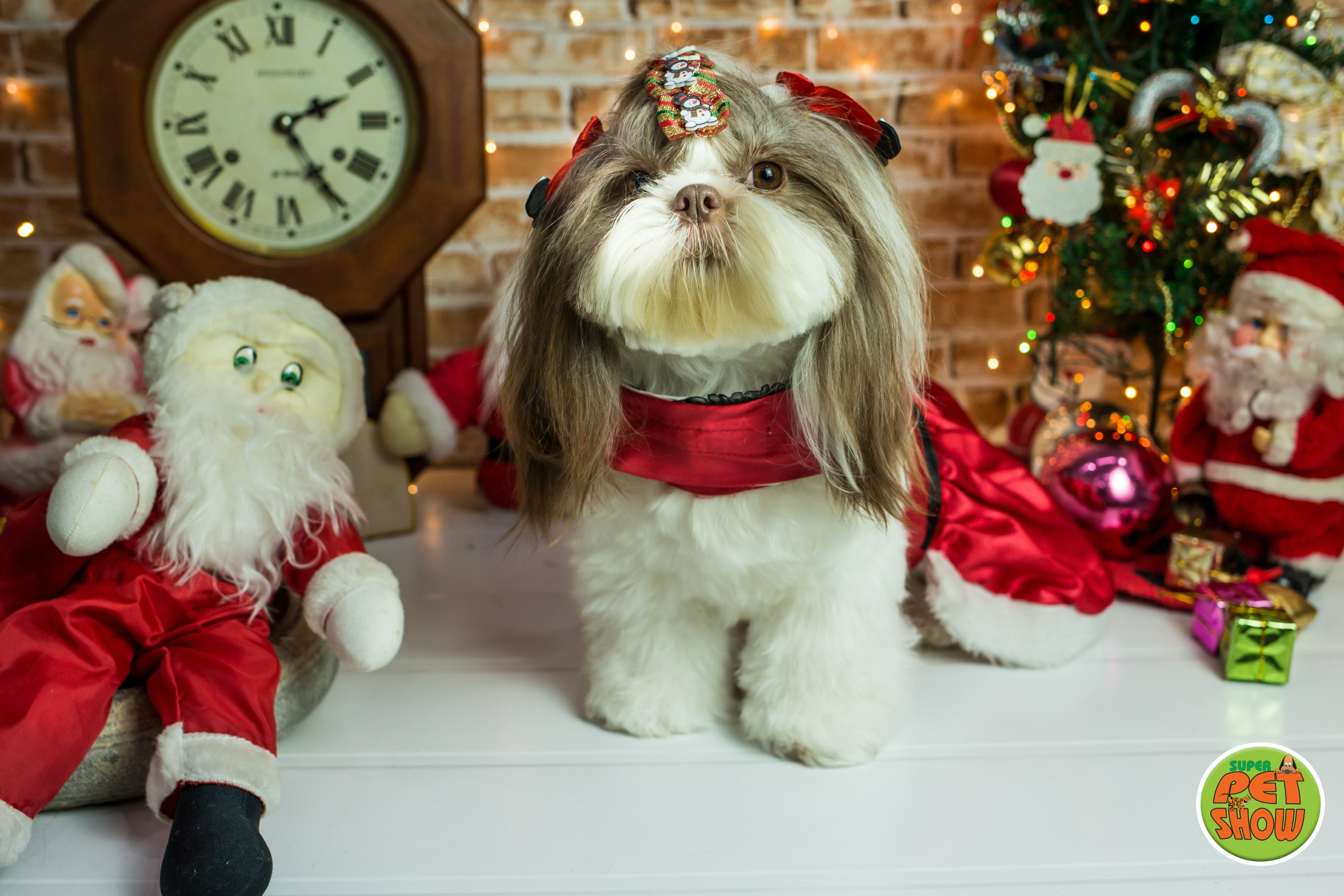 2019 — Natal encantado dos Pets. Fotografia Pet — estúdio, eventos, aniversários, ensaios temáticos