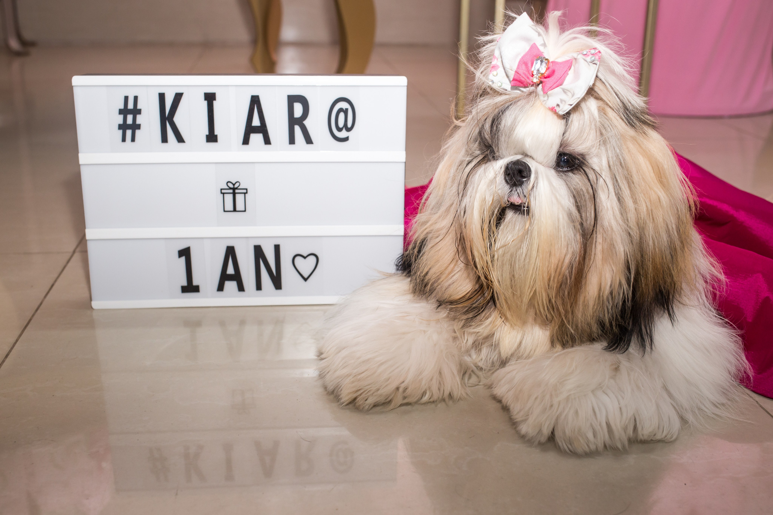 Kiara — 1 aninho. Fotografia Pet — estúdio, eventos, aniversários, ensaios temáticos