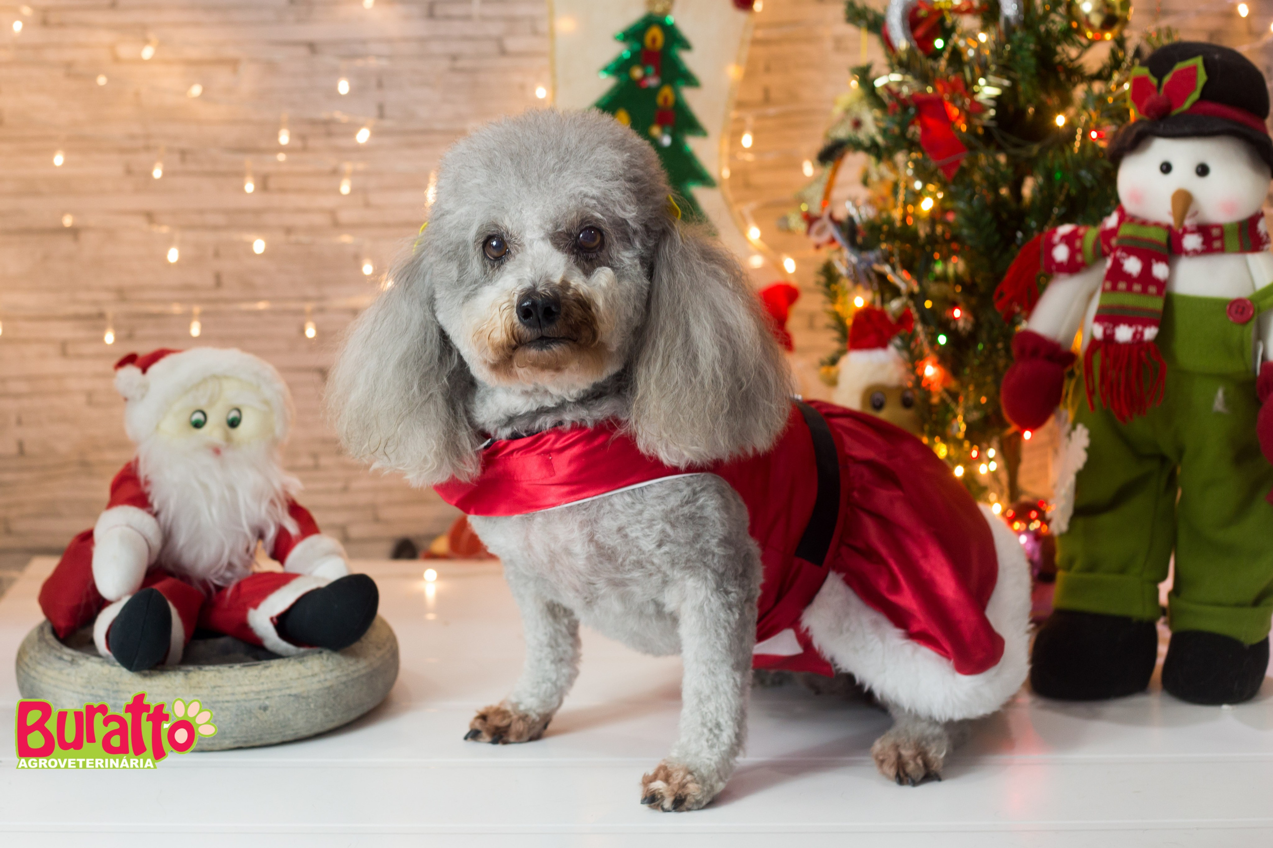 2018 — Natal encantado dos Pets. Fotografia Pet — estúdio, eventos, aniversários, ensaios temáticos