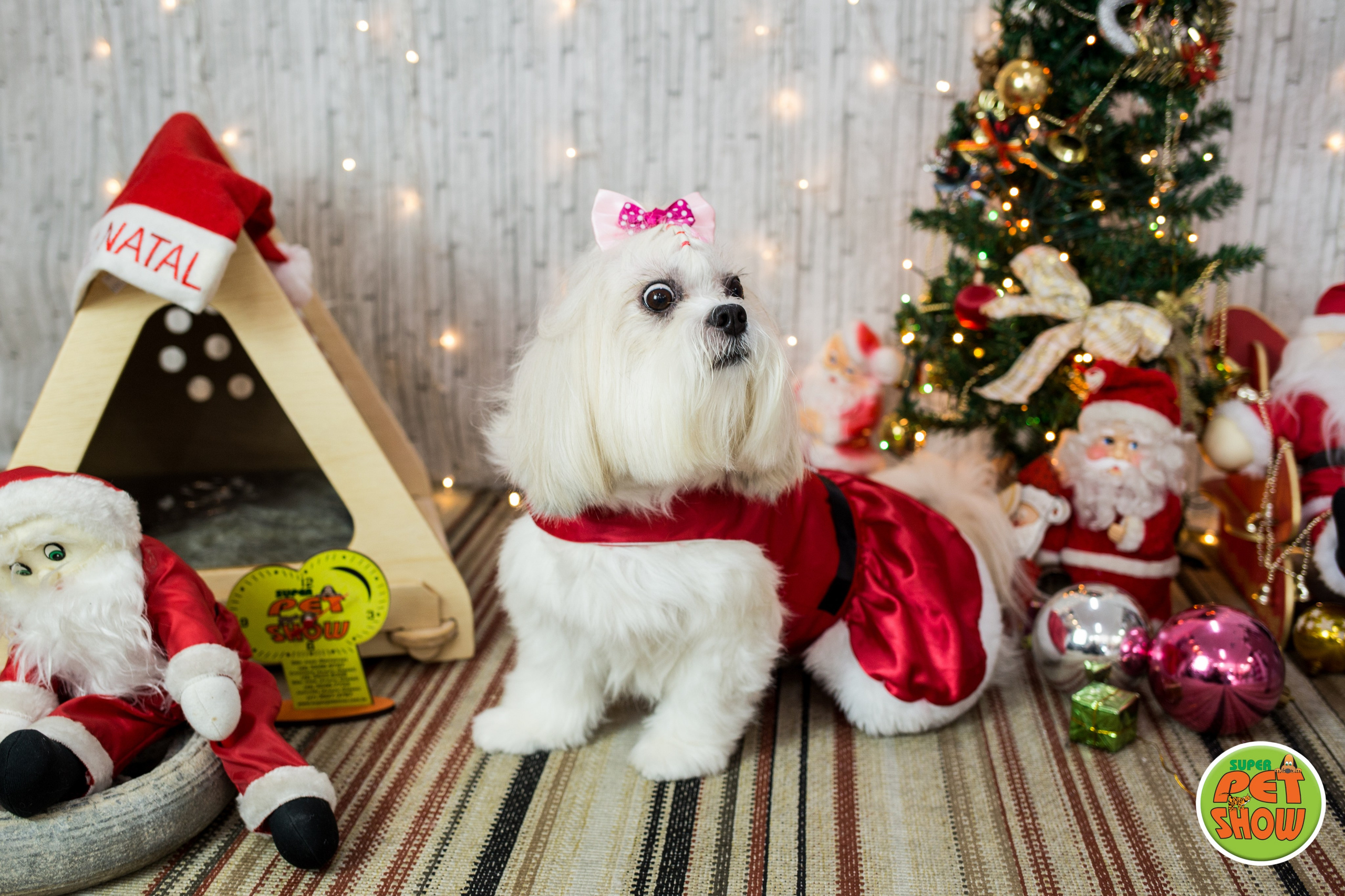 2019 — Natal encantado dos Pets. Fotografia Pet — estúdio, eventos, aniversários, ensaios temáticos