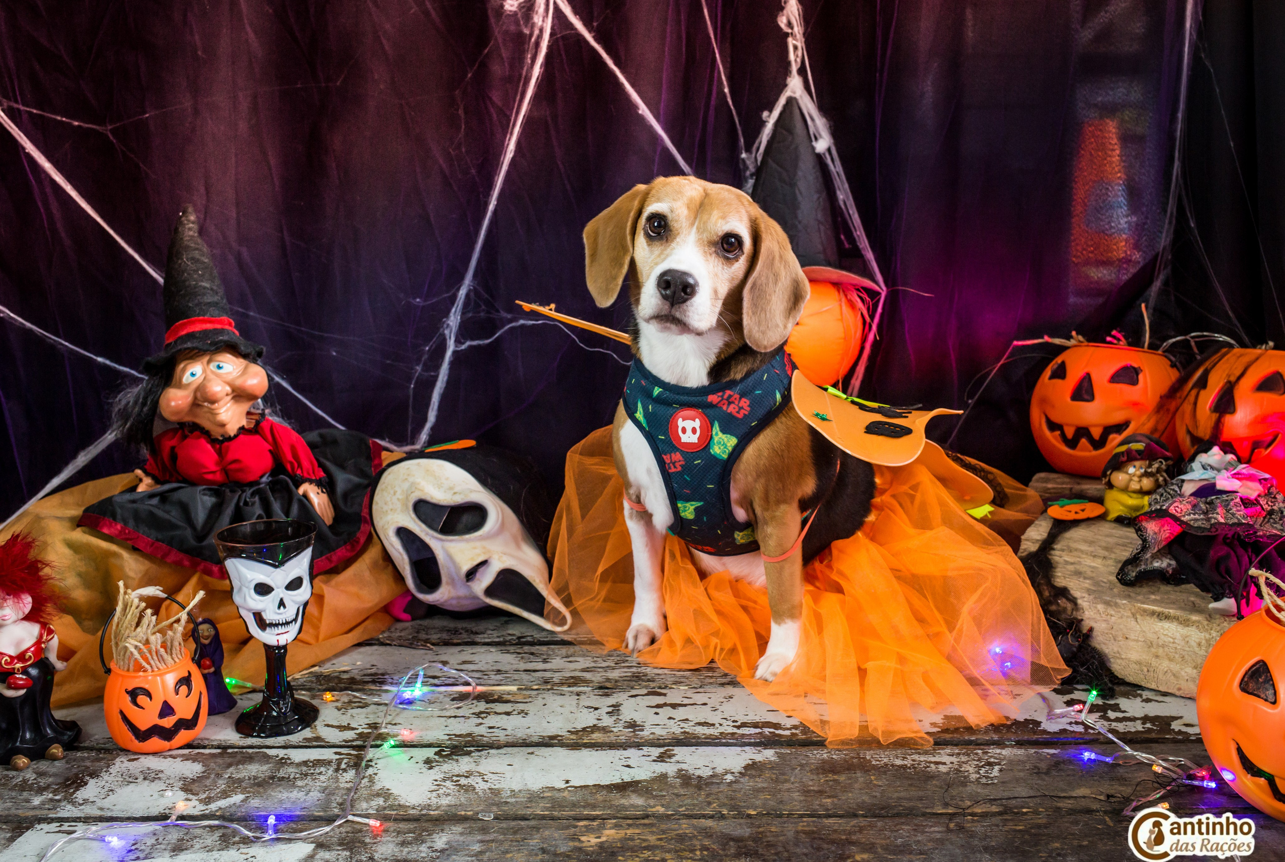 Hallowen — 2020 Doces ou travessuras. Fotografia Pet — estúdio, eventos, aniversários, ensaios temáticos