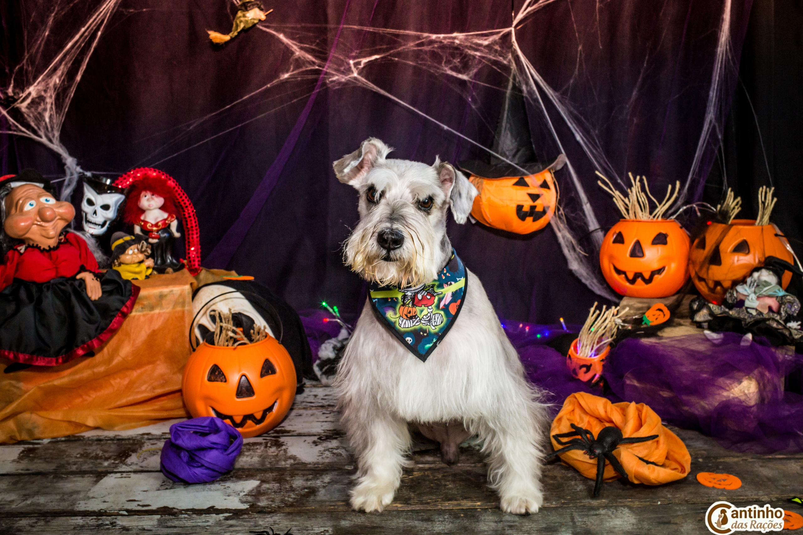 Hallowen — 2020 Doces ou travessuras. Fotografia Pet — estúdio, eventos, aniversários, ensaios temáticos