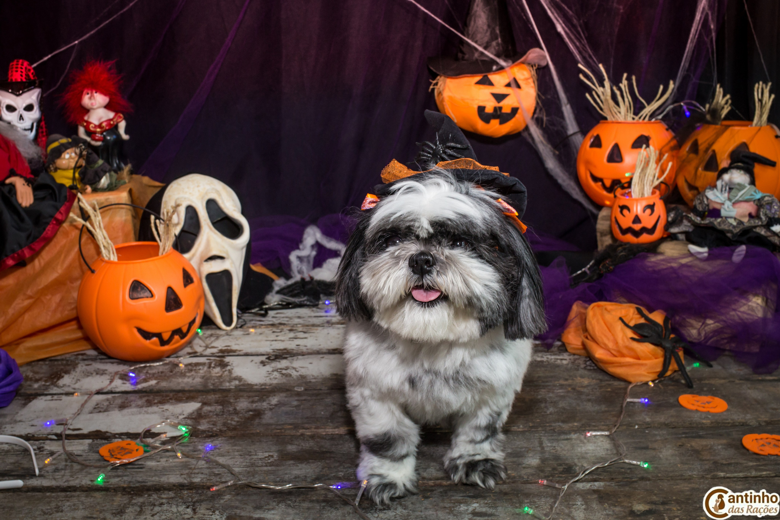 Hallowen — 2020 Doces ou travessuras. Fotografia Pet — estúdio, eventos, aniversários, ensaios temáticos