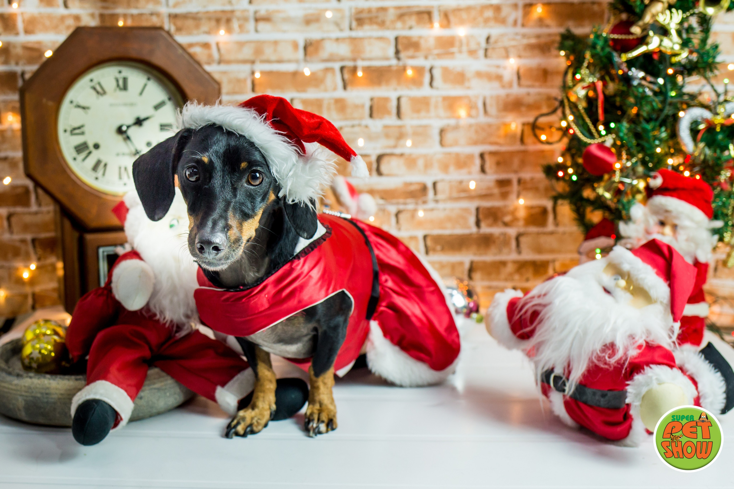2019 — Natal encantado dos Pets. Fotografia Pet — estúdio, eventos, aniversários, ensaios temáticos