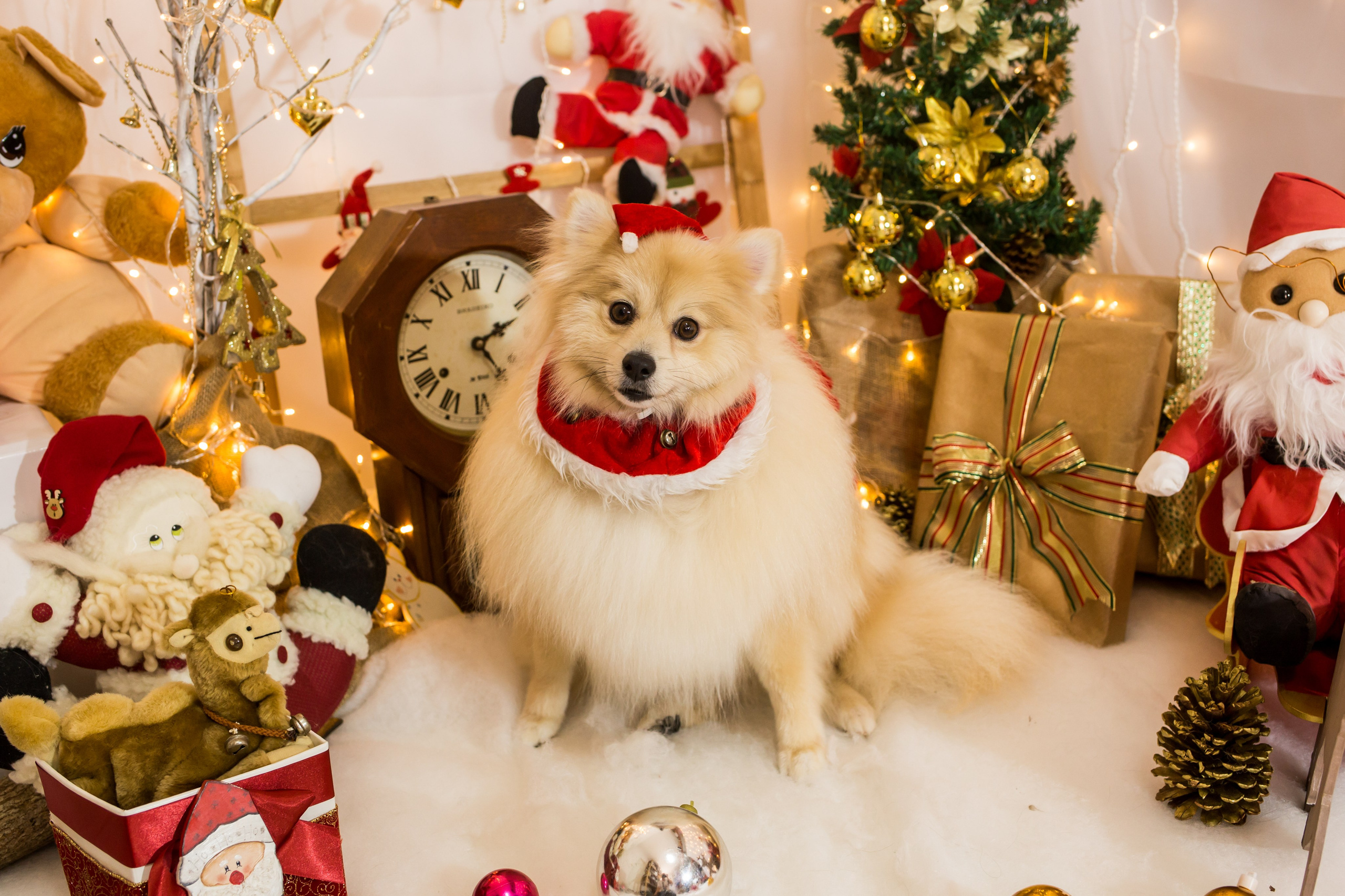 2021 — Natal encantado dos Pets. Fotografia Pet — estúdio, eventos, aniversários, ensaios temáticos
