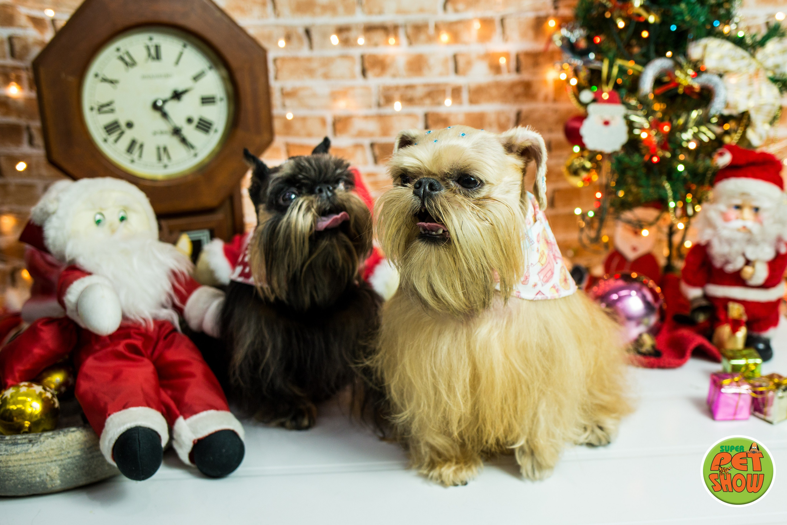 2019 — Natal encantado dos Pets. Fotografia Pet — estúdio, eventos, aniversários, ensaios temáticos