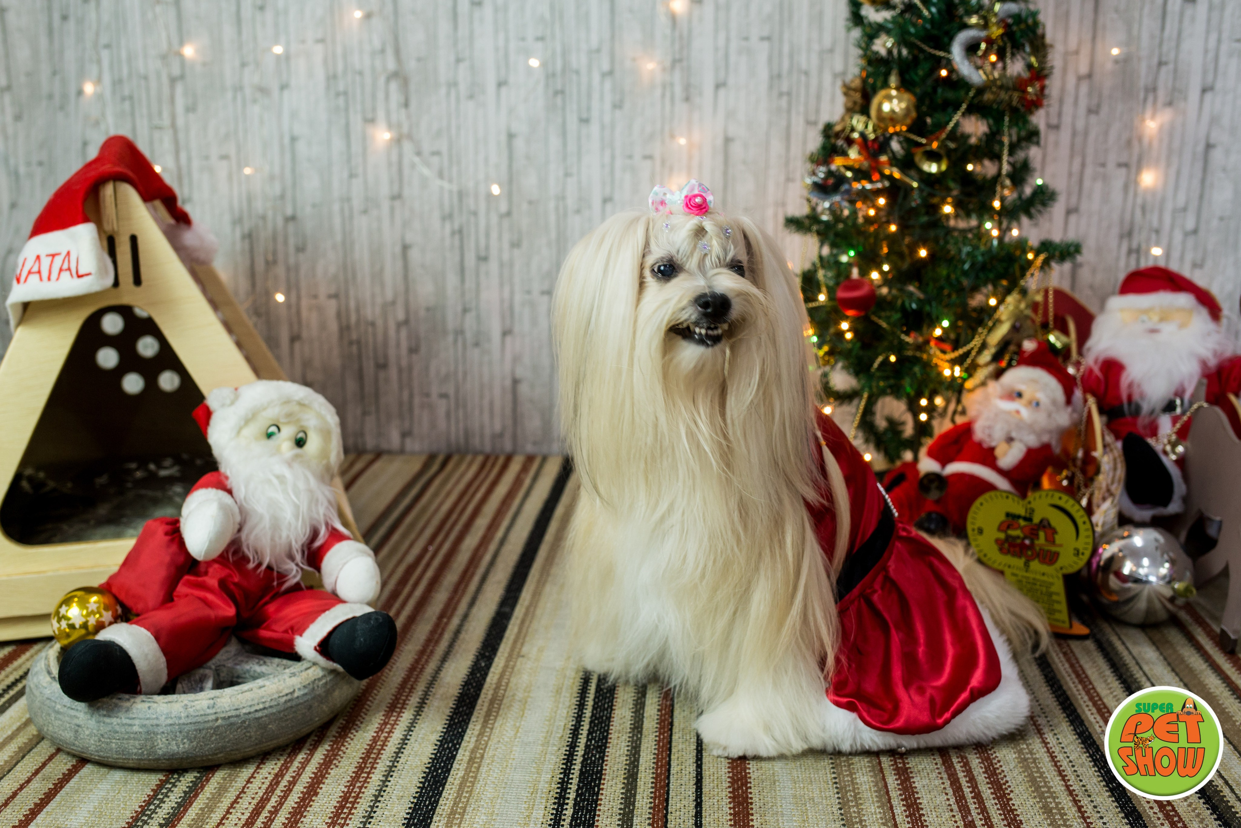 2019 — Natal encantado dos Pets. Fotografia Pet — estúdio, eventos, aniversários, ensaios temáticos