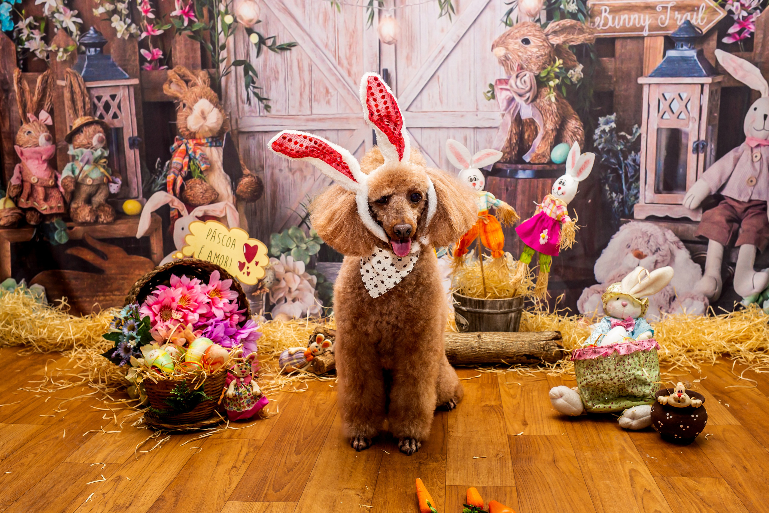 2023 — A doce Páscoa dos Pets. Fotografia Pet — estúdio, eventos, aniversários, ensaios temáticos