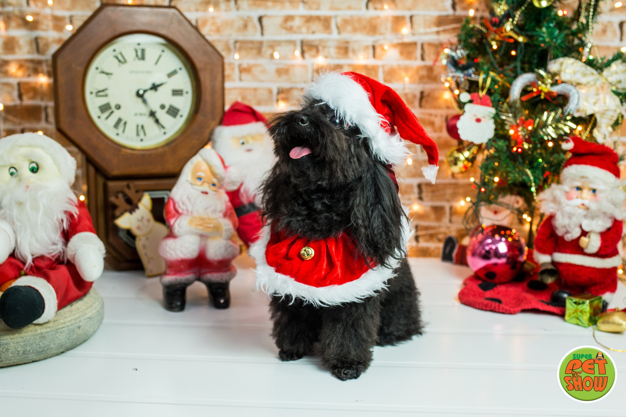 2019 — Natal encantado dos Pets. Fotografia Pet — estúdio, eventos, aniversários, ensaios temáticos