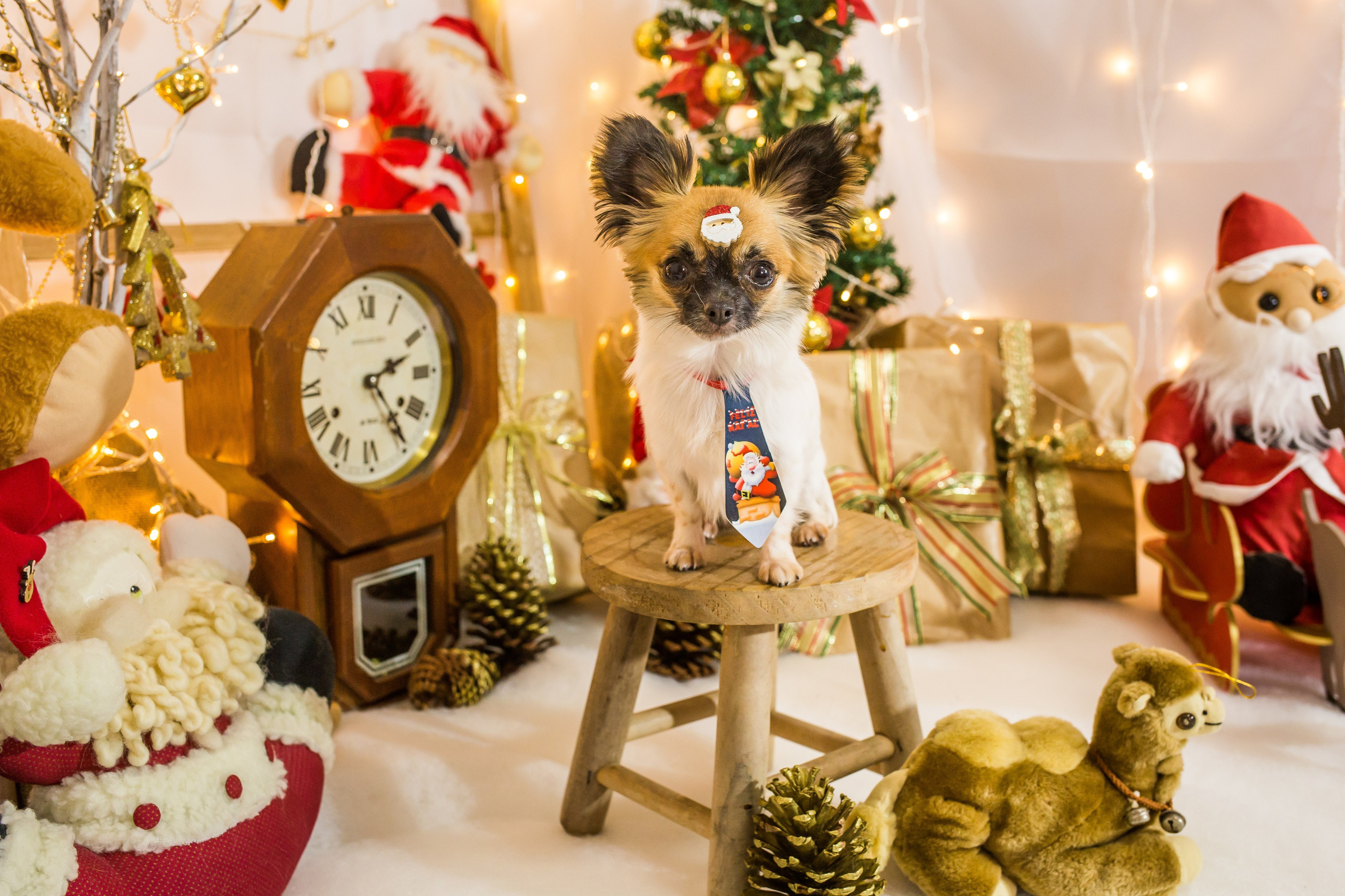 2021 — Natal encantado dos Pets. Fotografia Pet — estúdio, eventos, aniversários, ensaios temáticos