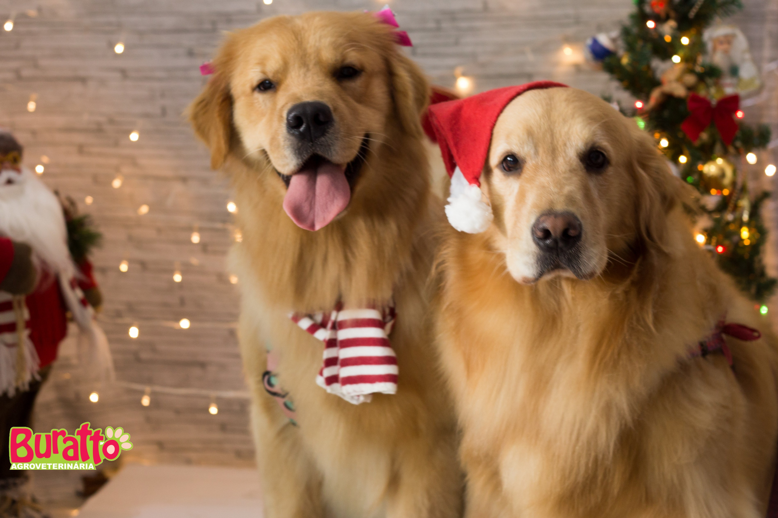 2018 — Natal encantado dos Pets. Fotografia Pet — estúdio, eventos, aniversários, ensaios temáticos
