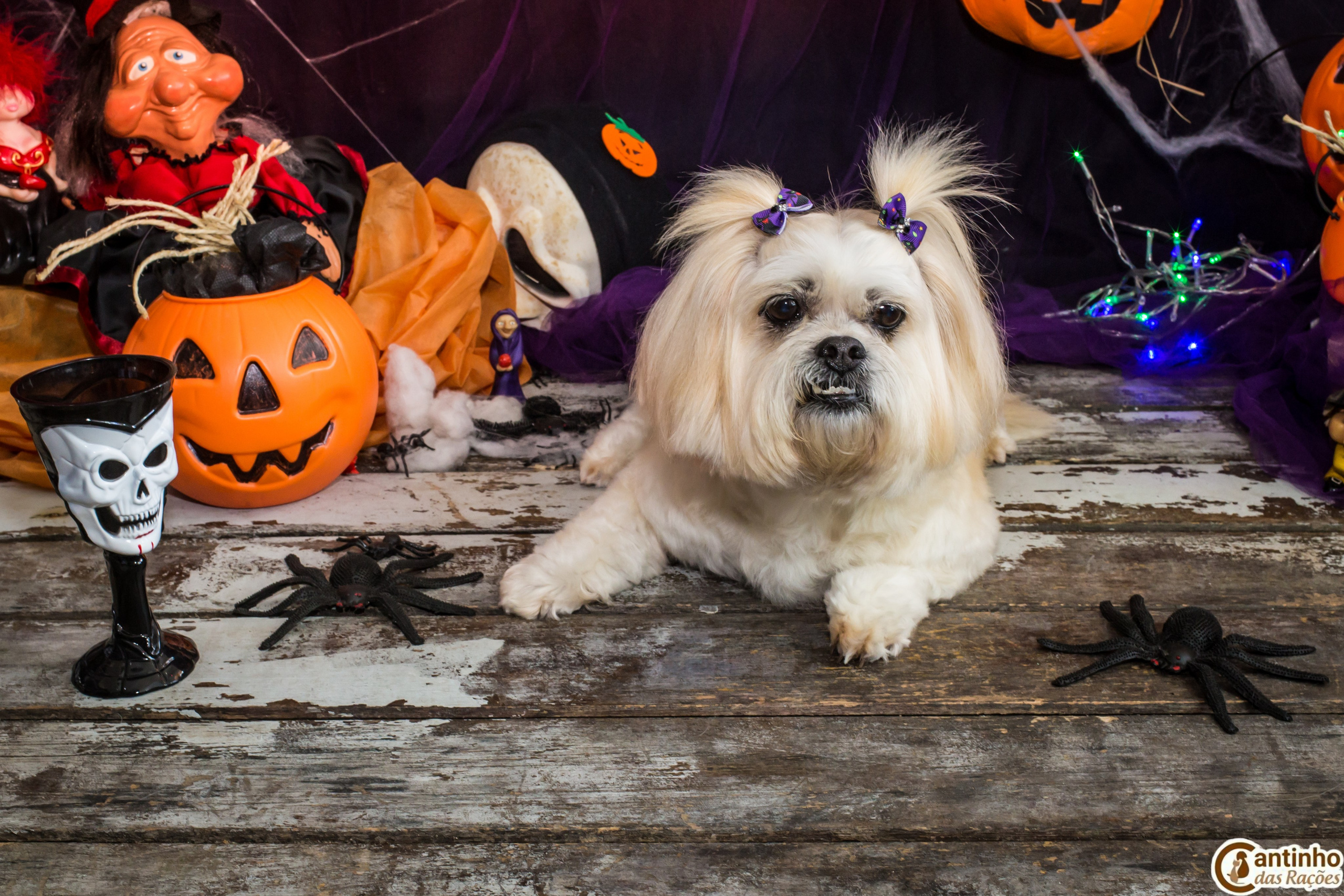 Hallowen — 2020 Doces ou travessuras. Fotografia Pet — estúdio, eventos, aniversários, ensaios temáticos