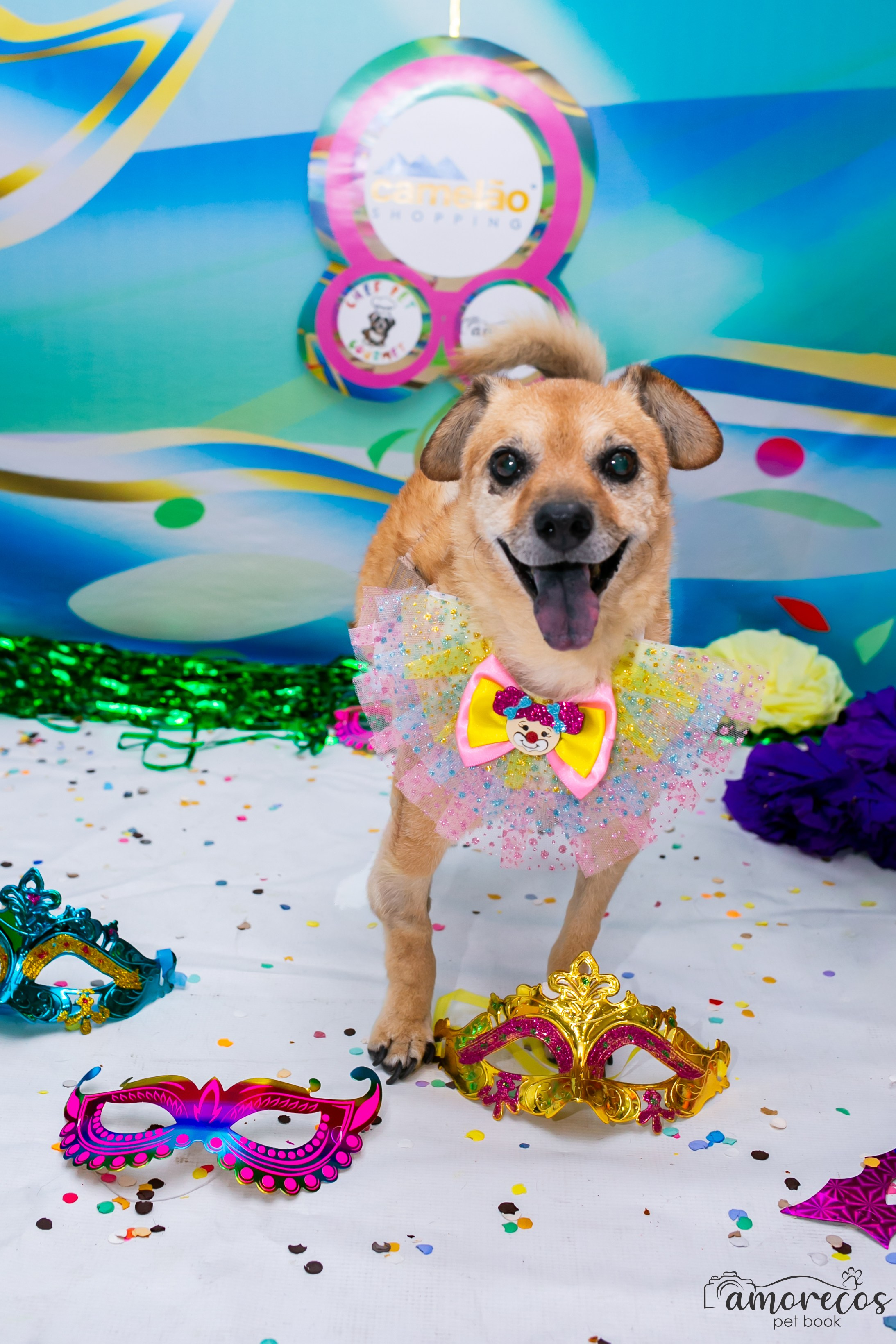 Carnaval 2026 — Camelão. Fotografia Pet — estúdio, eventos, aniversários, ensaios temáticos