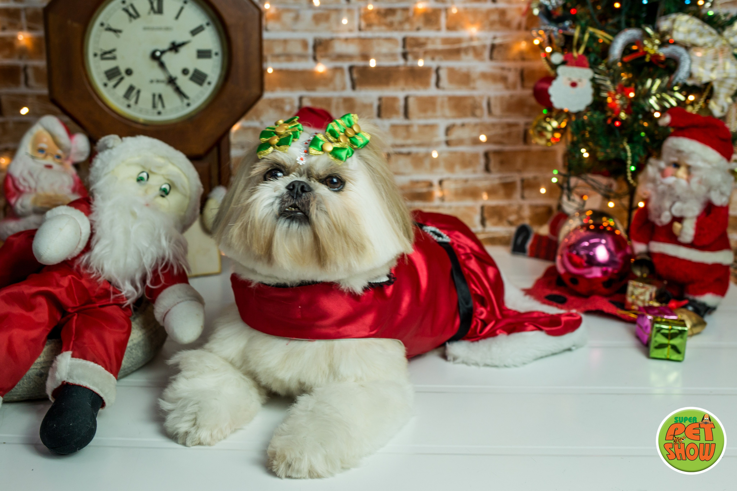 2019 — Natal encantado dos Pets. Fotografia Pet — estúdio, eventos, aniversários, ensaios temáticos