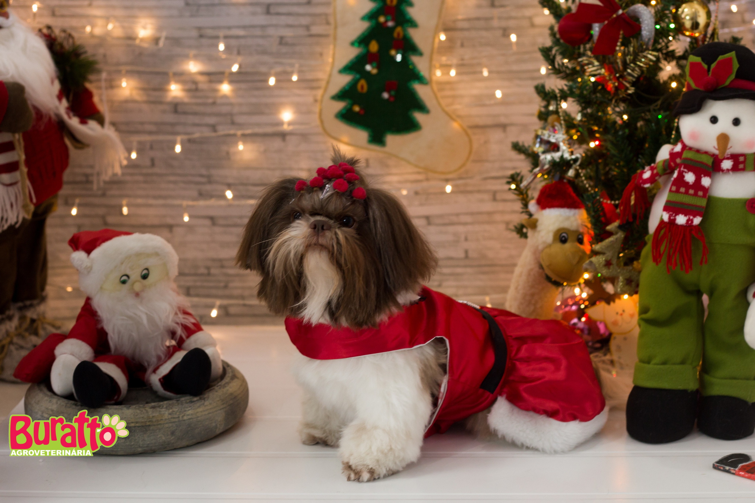 2018 — Natal encantado dos Pets. Fotografia Pet — estúdio, eventos, aniversários, ensaios temáticos