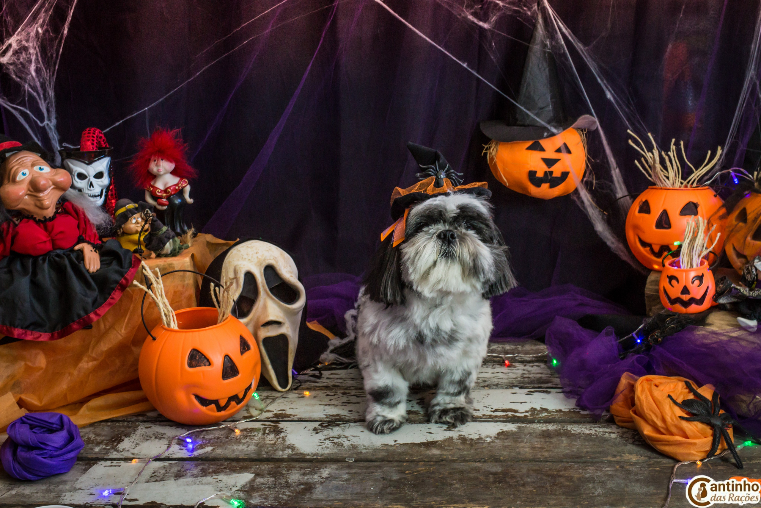 Hallowen — 2020 Doces ou travessuras. Fotografia Pet — estúdio, eventos, aniversários, ensaios temáticos