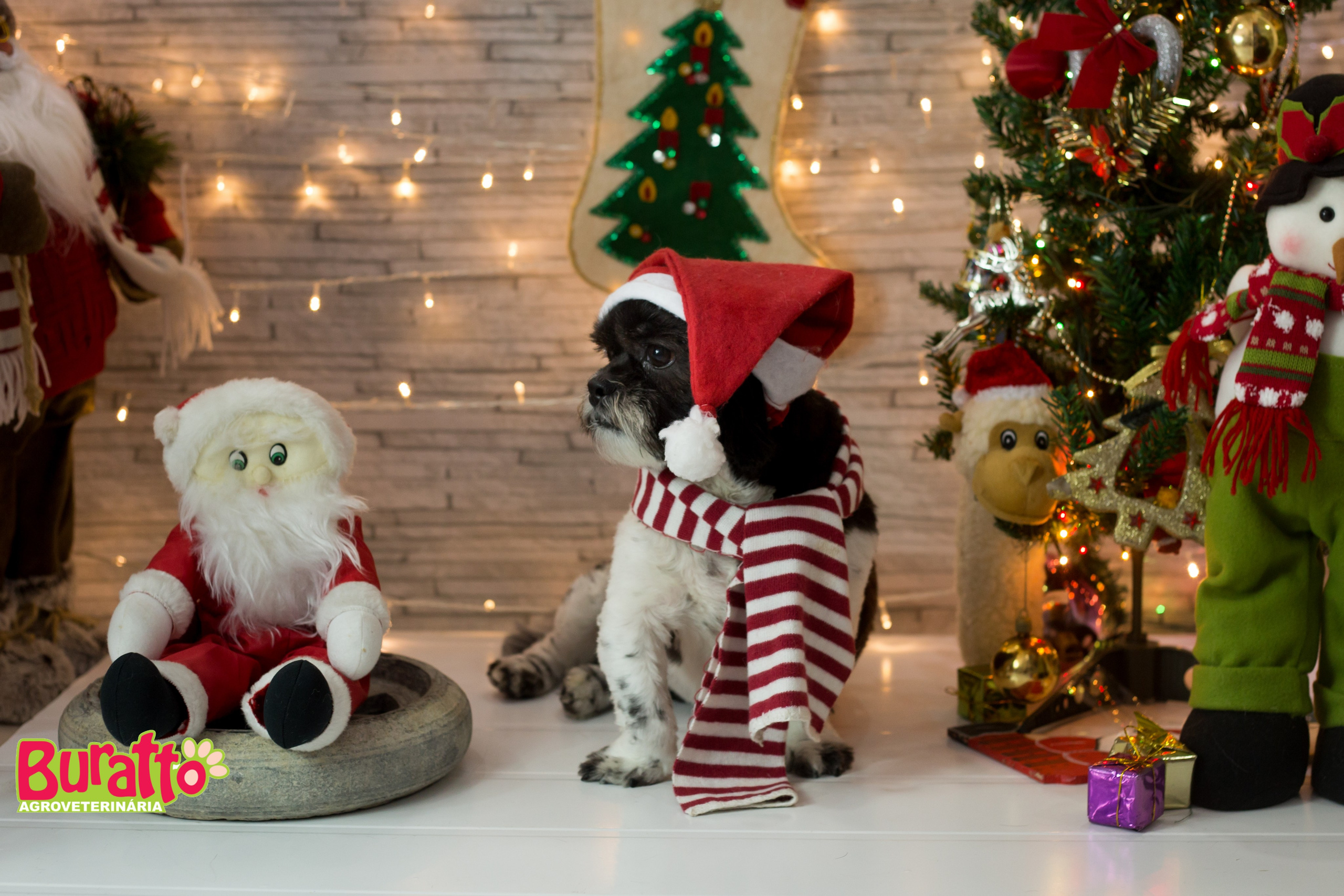 2018 — Natal encantado dos Pets. Fotografia Pet — estúdio, eventos, aniversários, ensaios temáticos