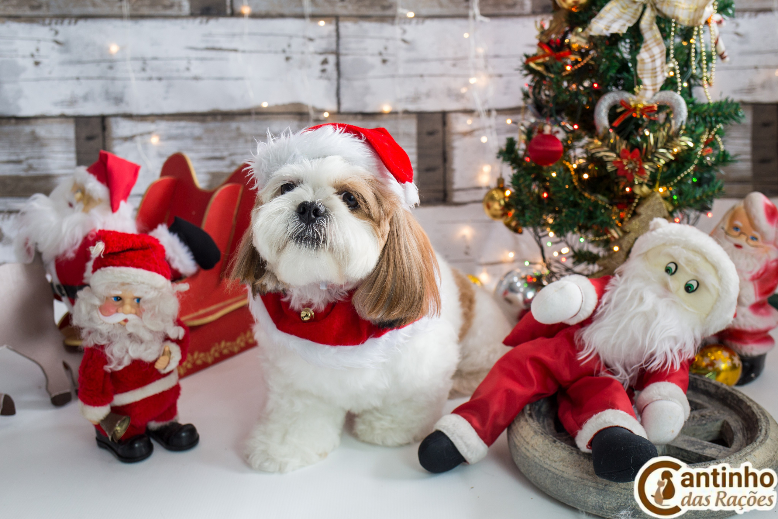 2019 — Natal encantado dos Pets. Fotografia Pet — estúdio, eventos, aniversários, ensaios temáticos
